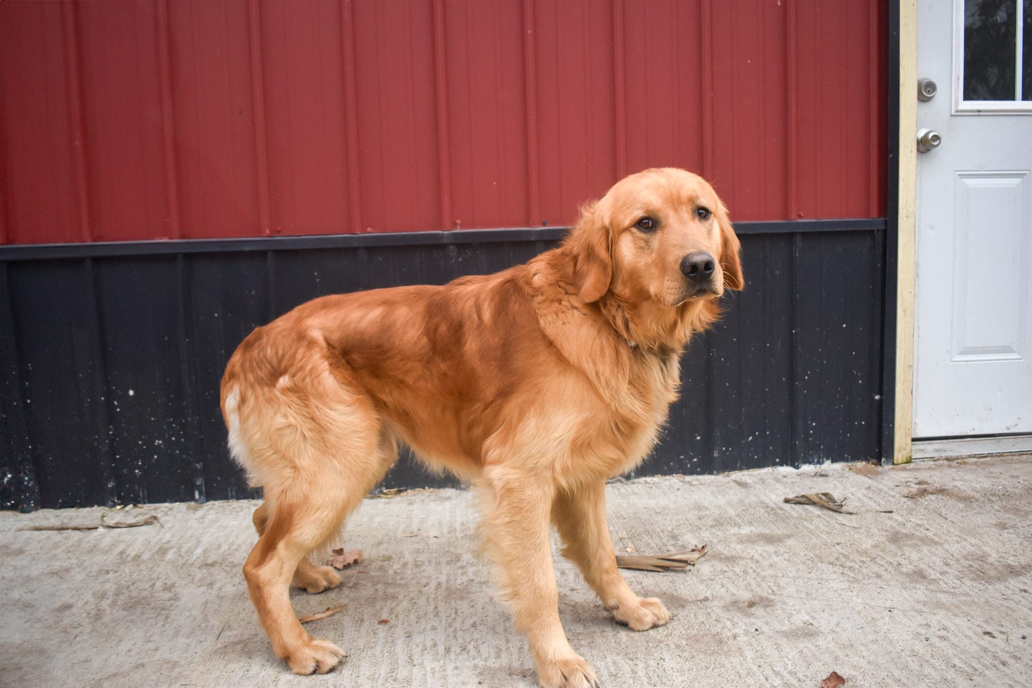 Golden Retriever male