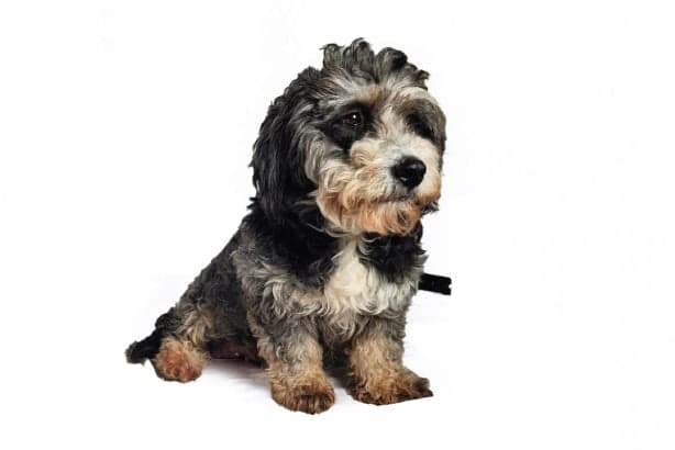 Mini Bernedoodle female