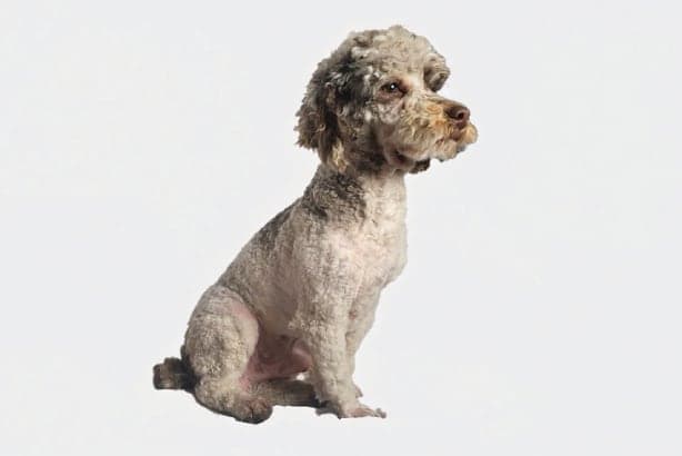 Poodle male