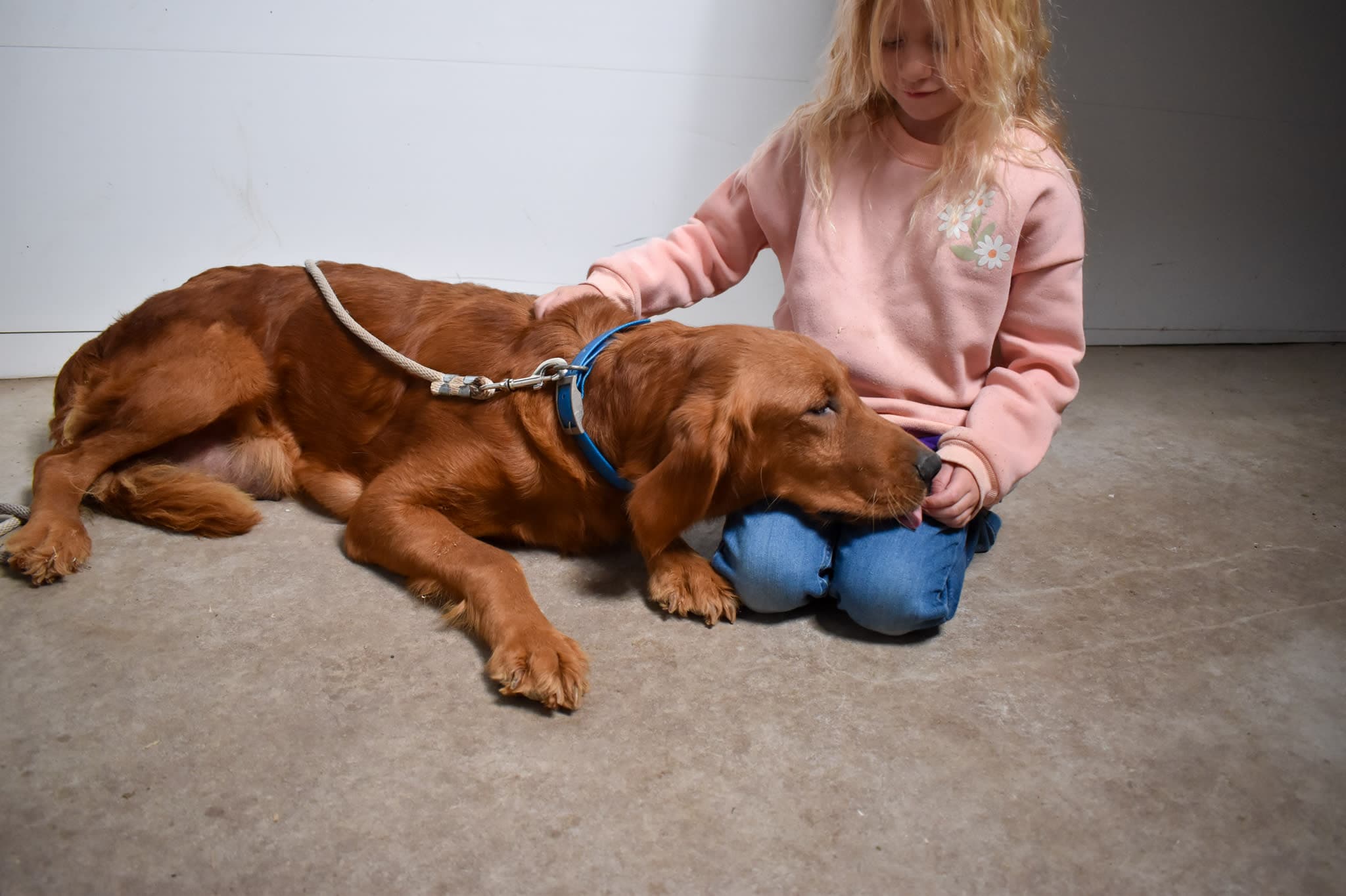 Golden Retriever female