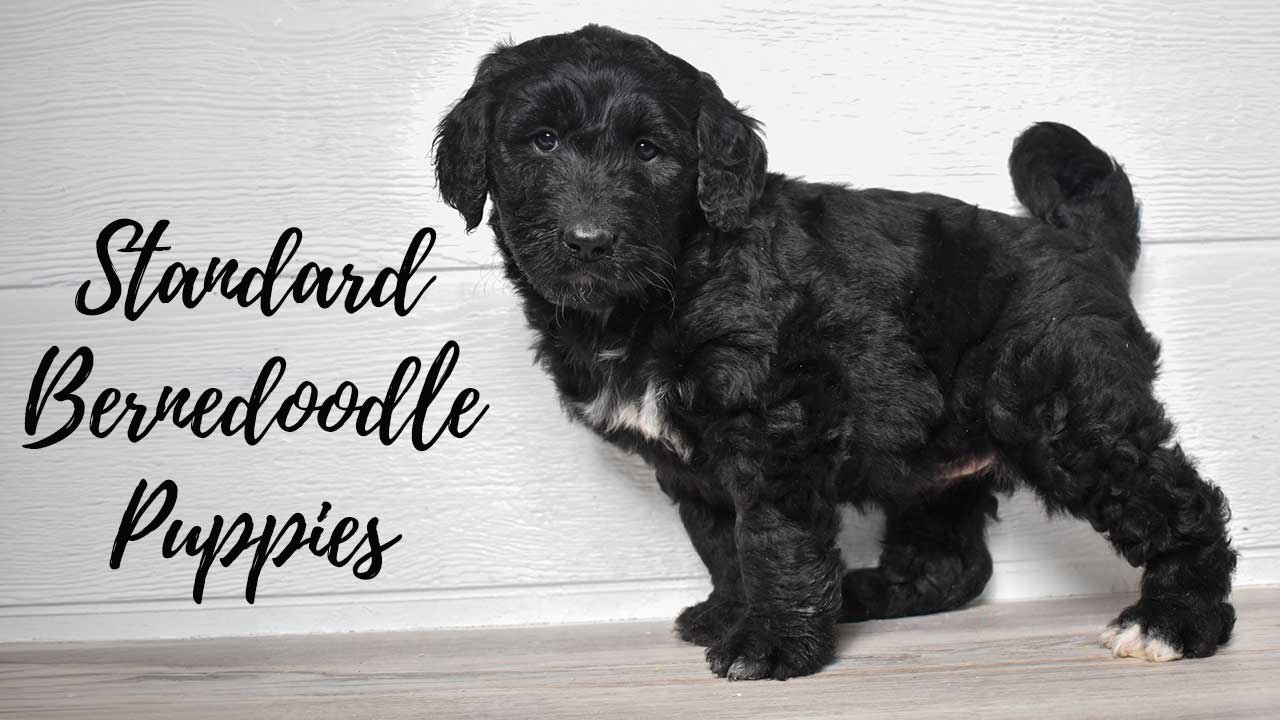 A group of Mini Bernedoodle puppies