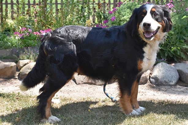 Bella, dam of this litter