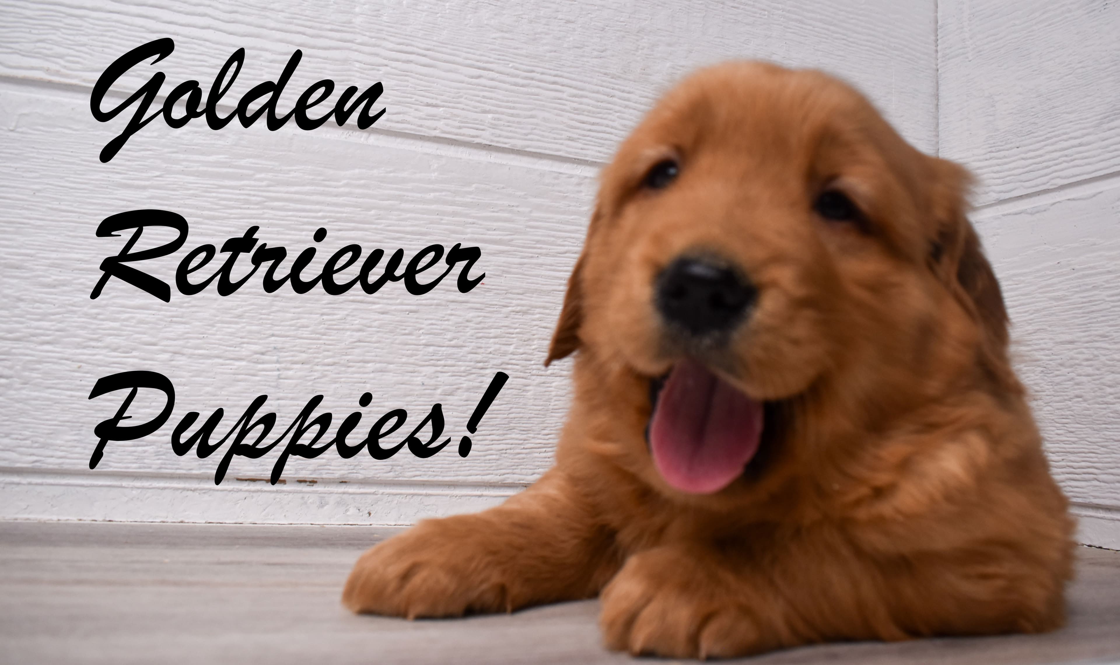 A group of Golden Retriever puppies