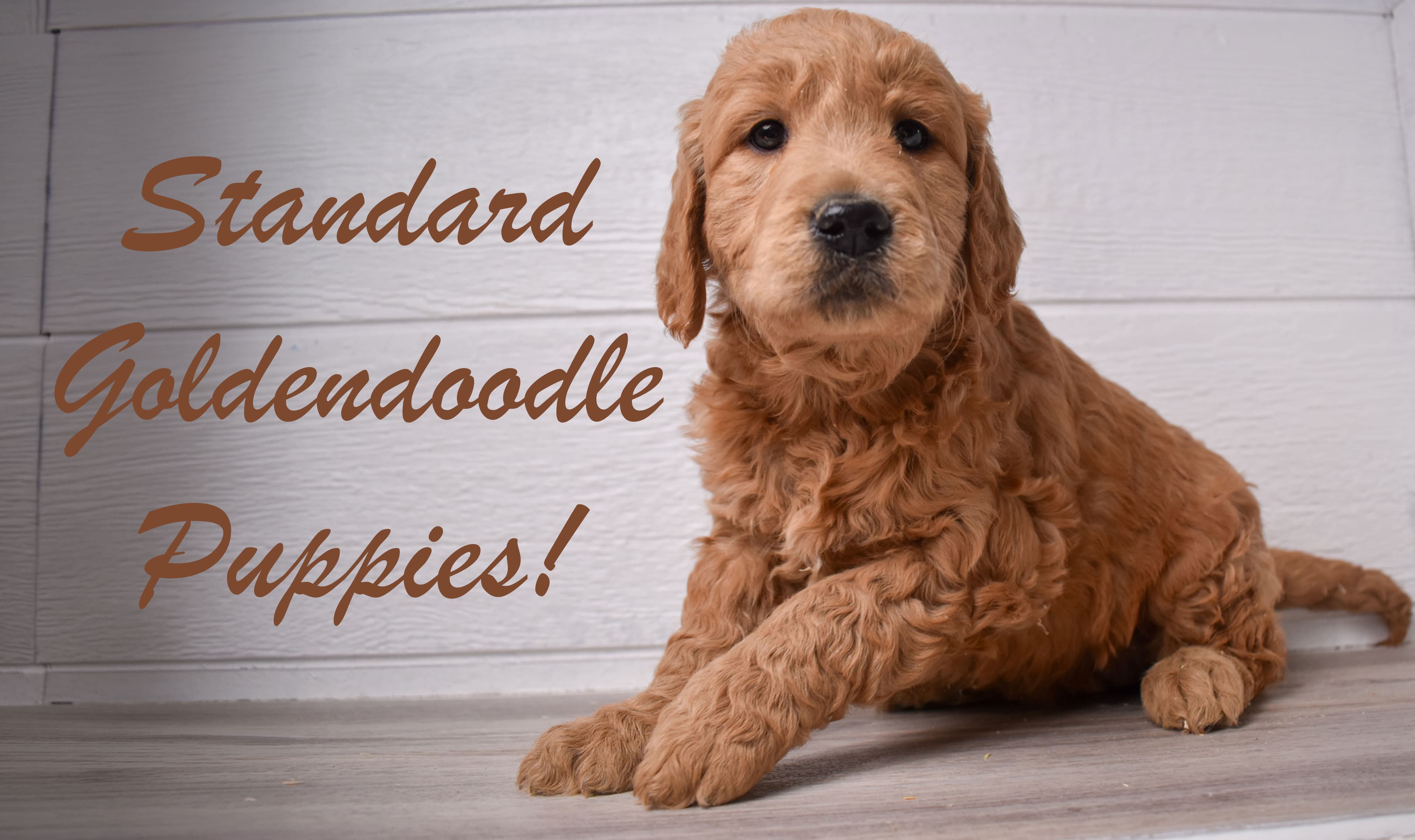 A group of Goldendoodle puppies