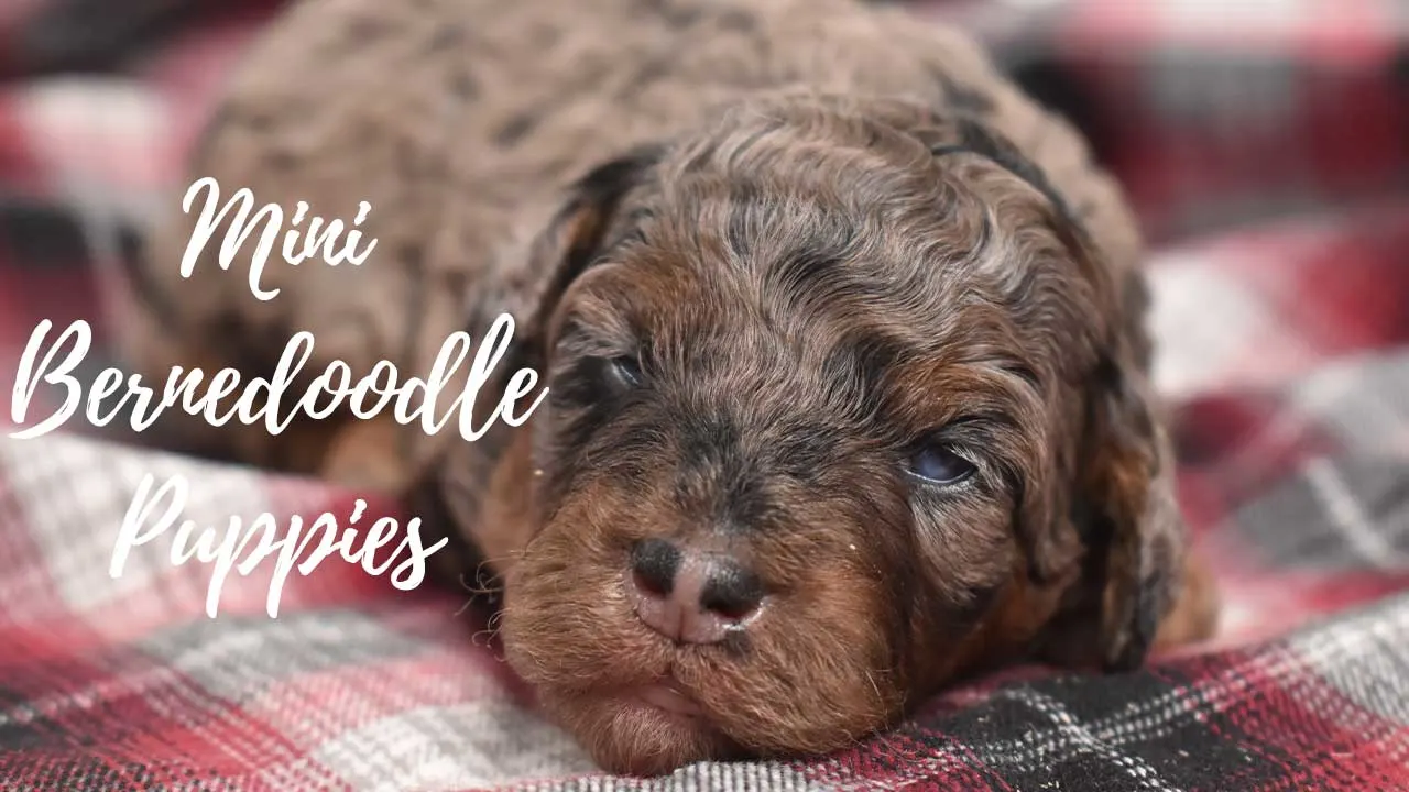 A group of Mini Bernedoodle puppies