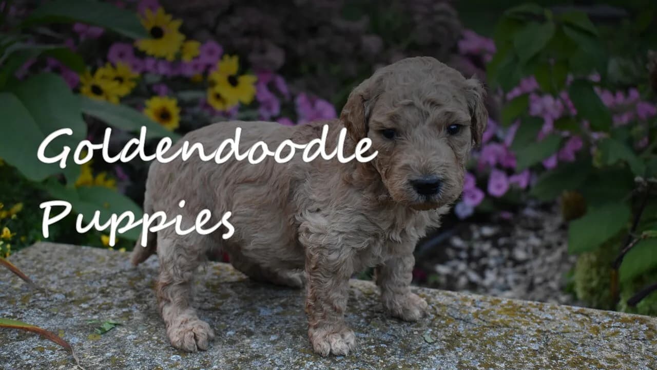 A group of Goldendoodle puppies