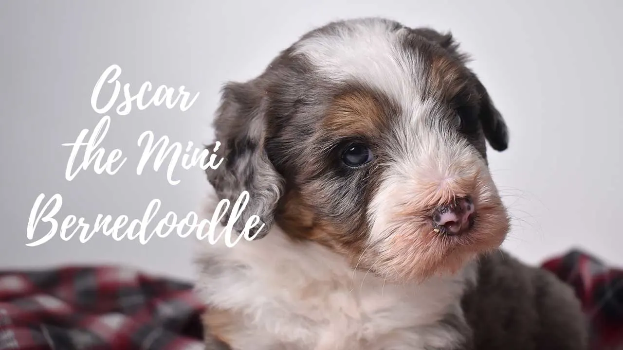 A group of Mini Bernedoodle puppies