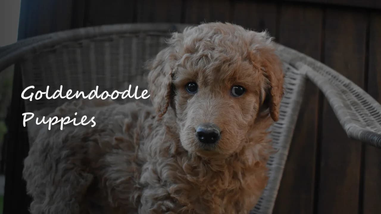 A group of Goldendoodle puppies