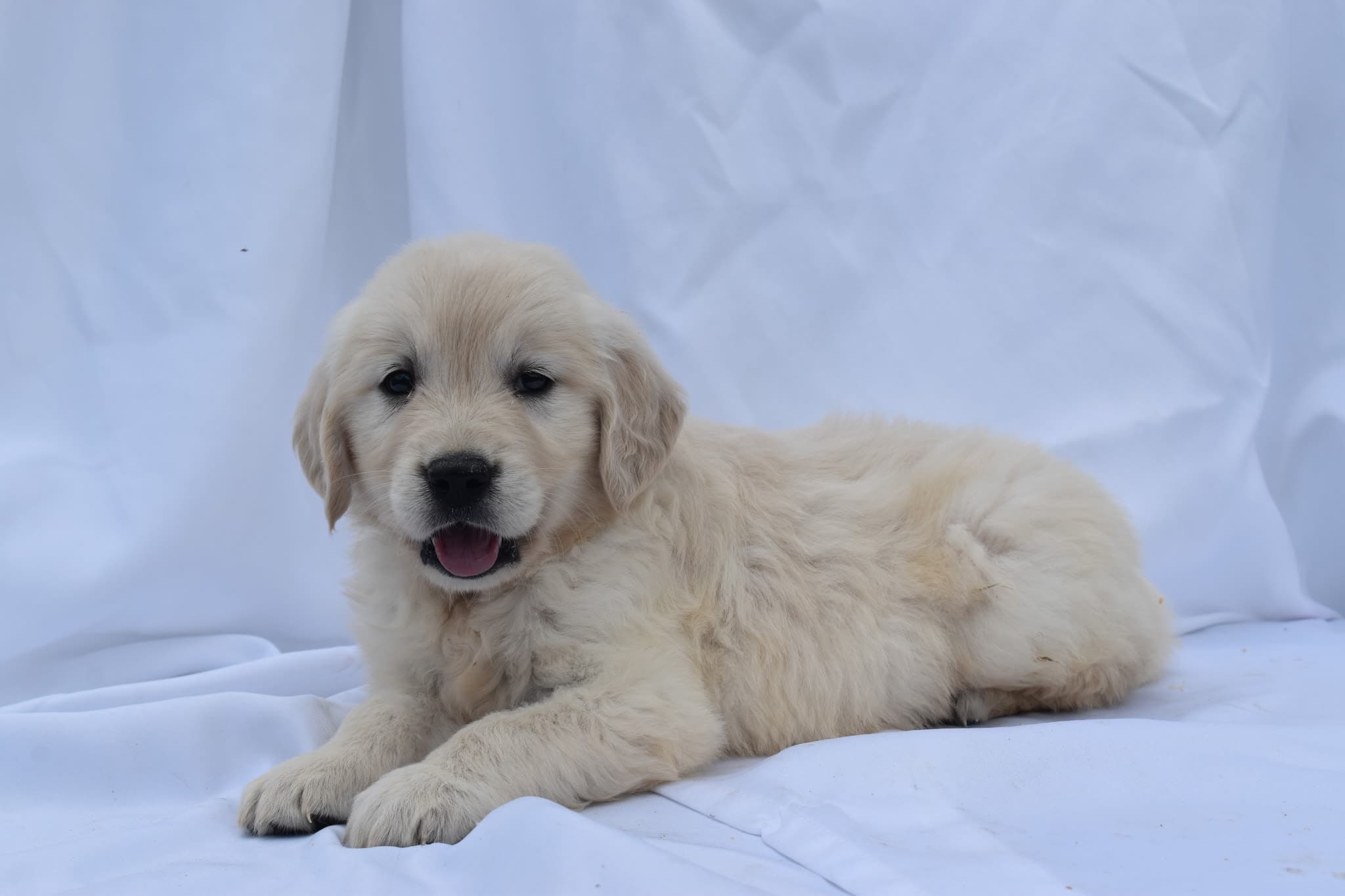 Golden Retriever puppy
