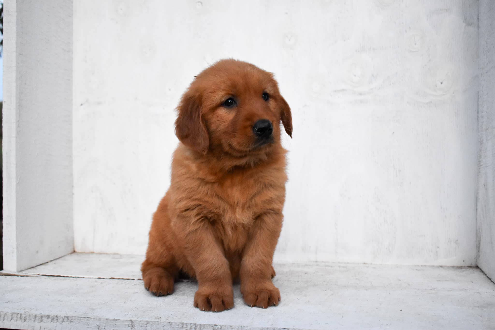 Golden Retriever puppy