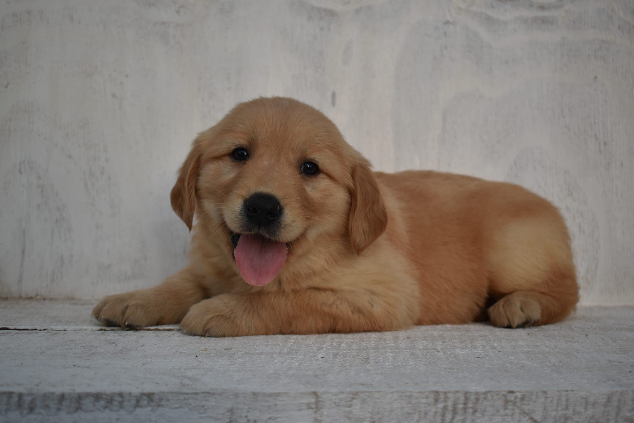 Golden Retriever puppy