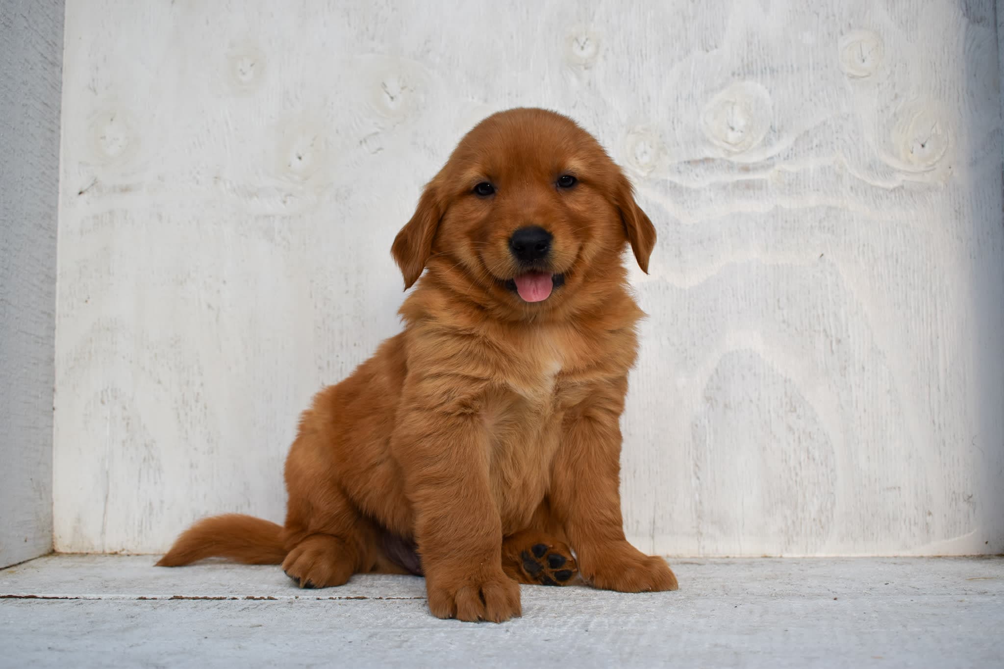 Golden Retriever puppy