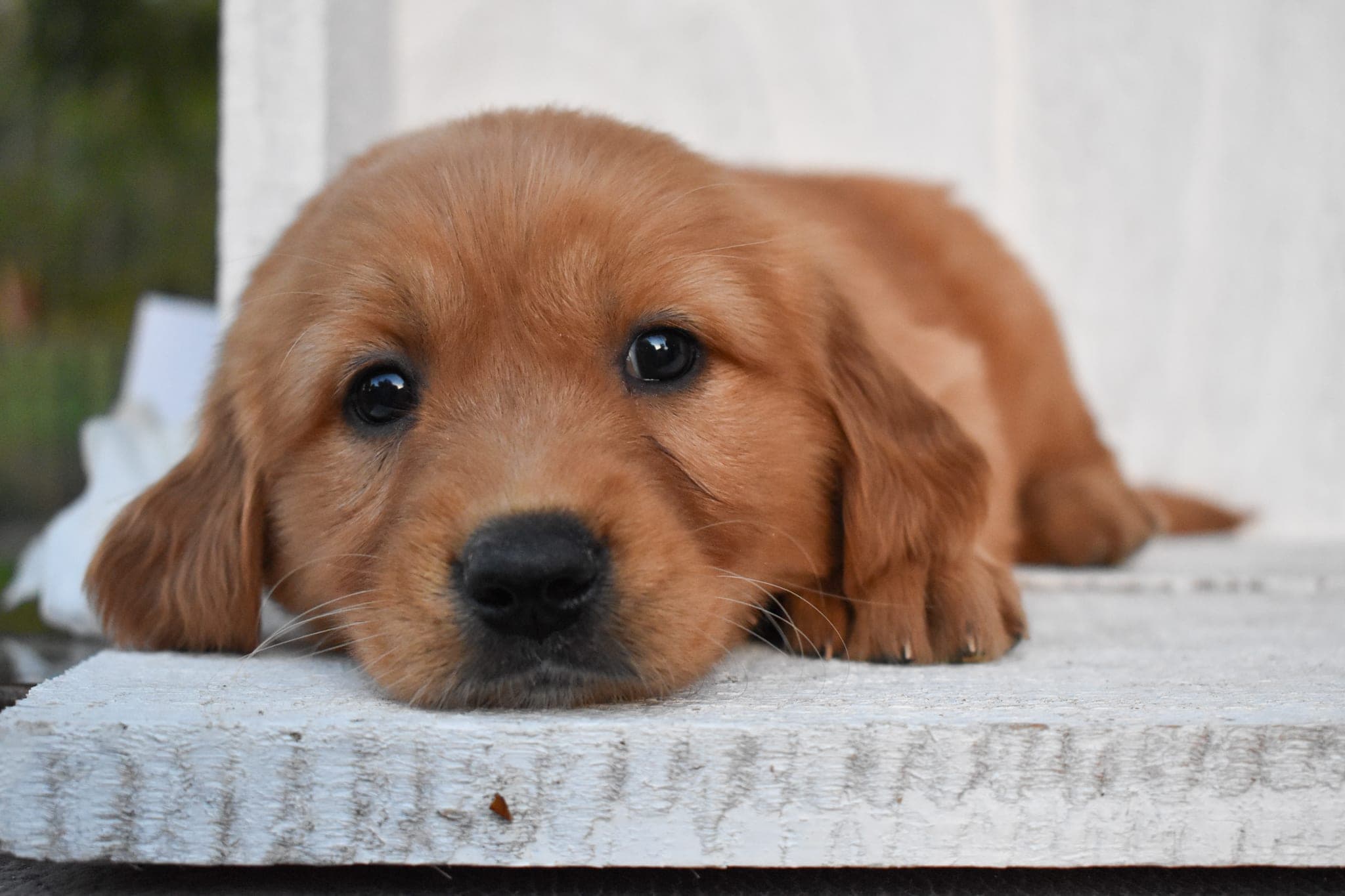 Golden Retriever puppy