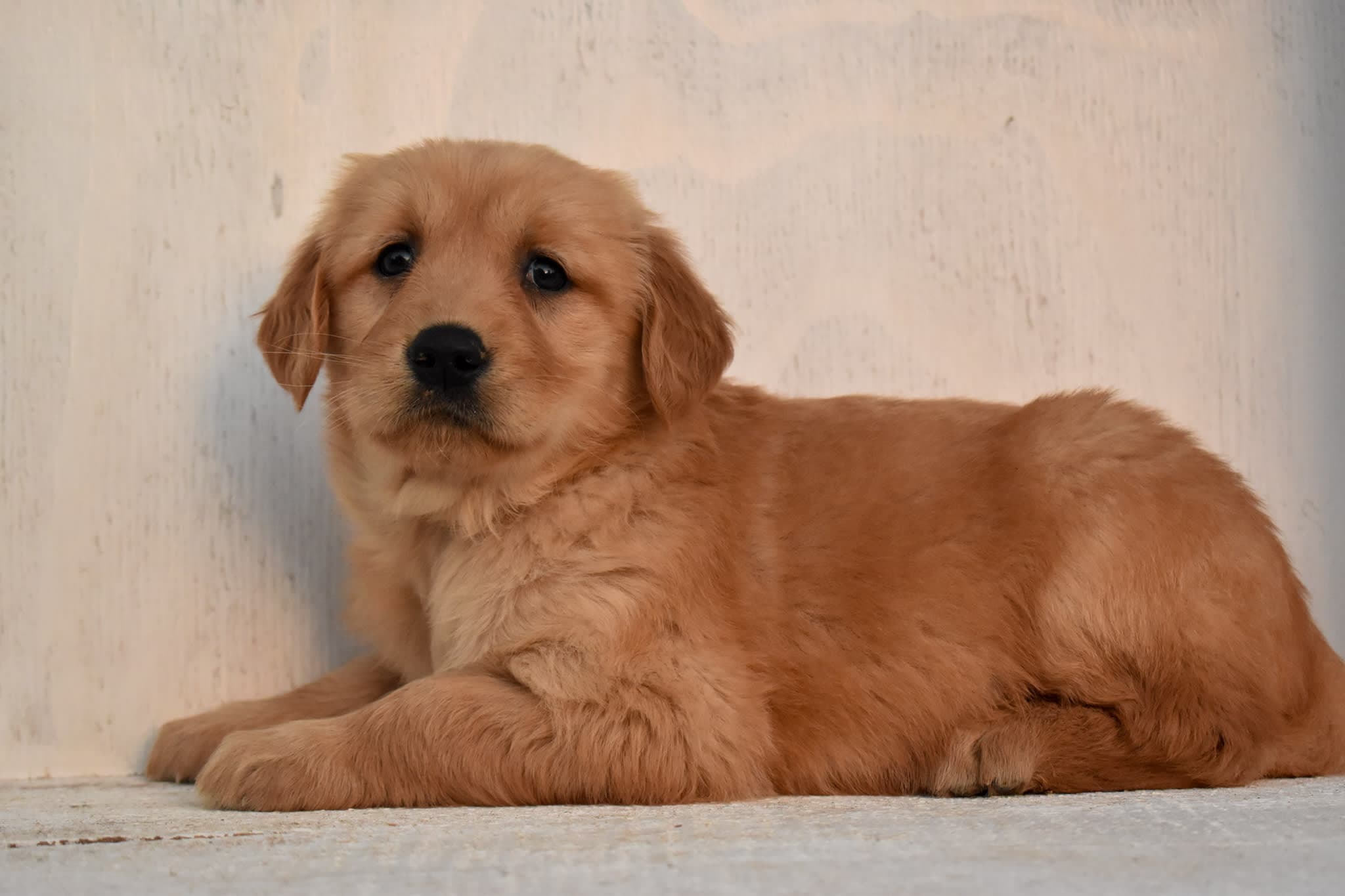 Golden Retriever puppy