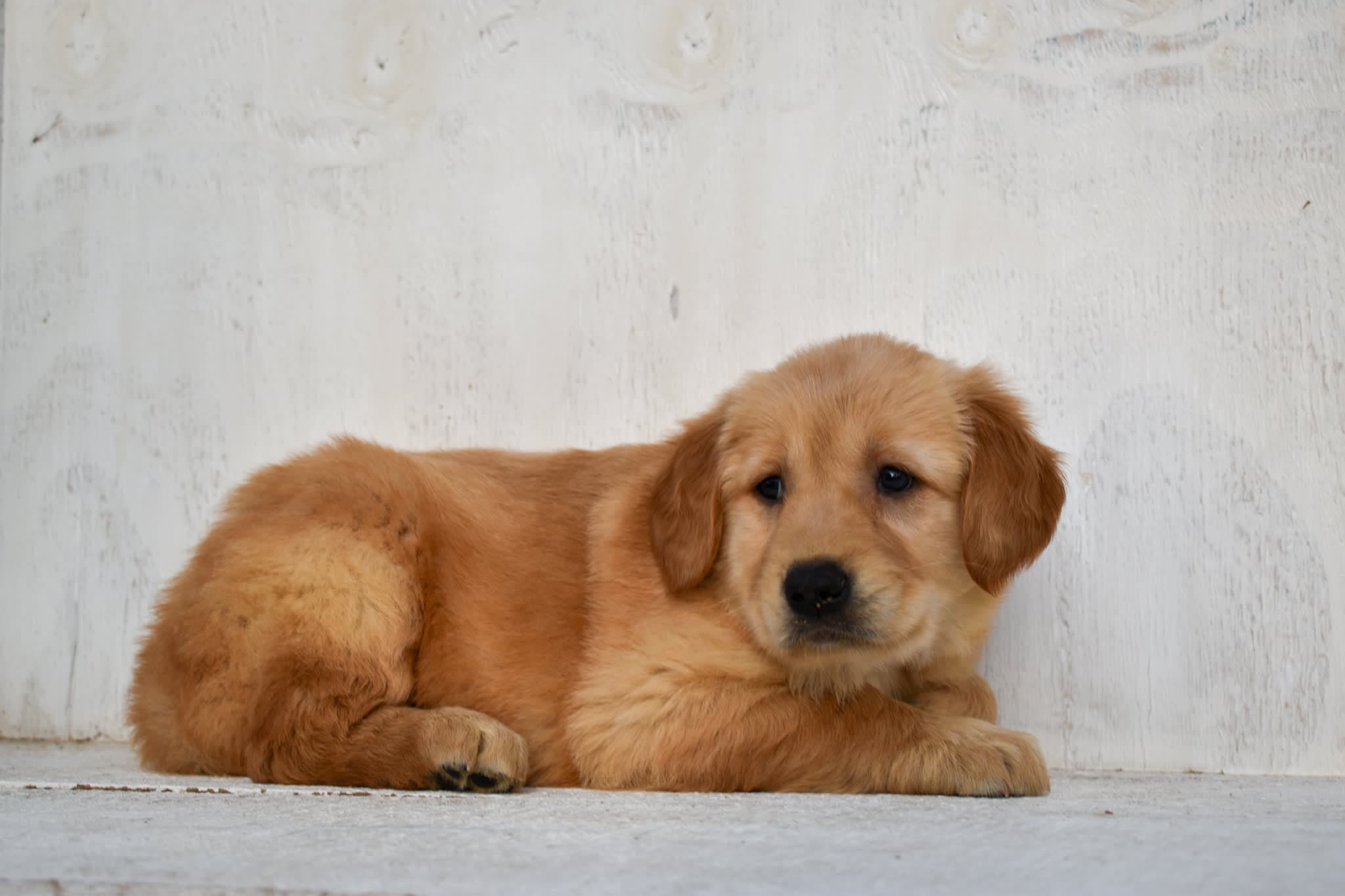 Golden Retriever puppy