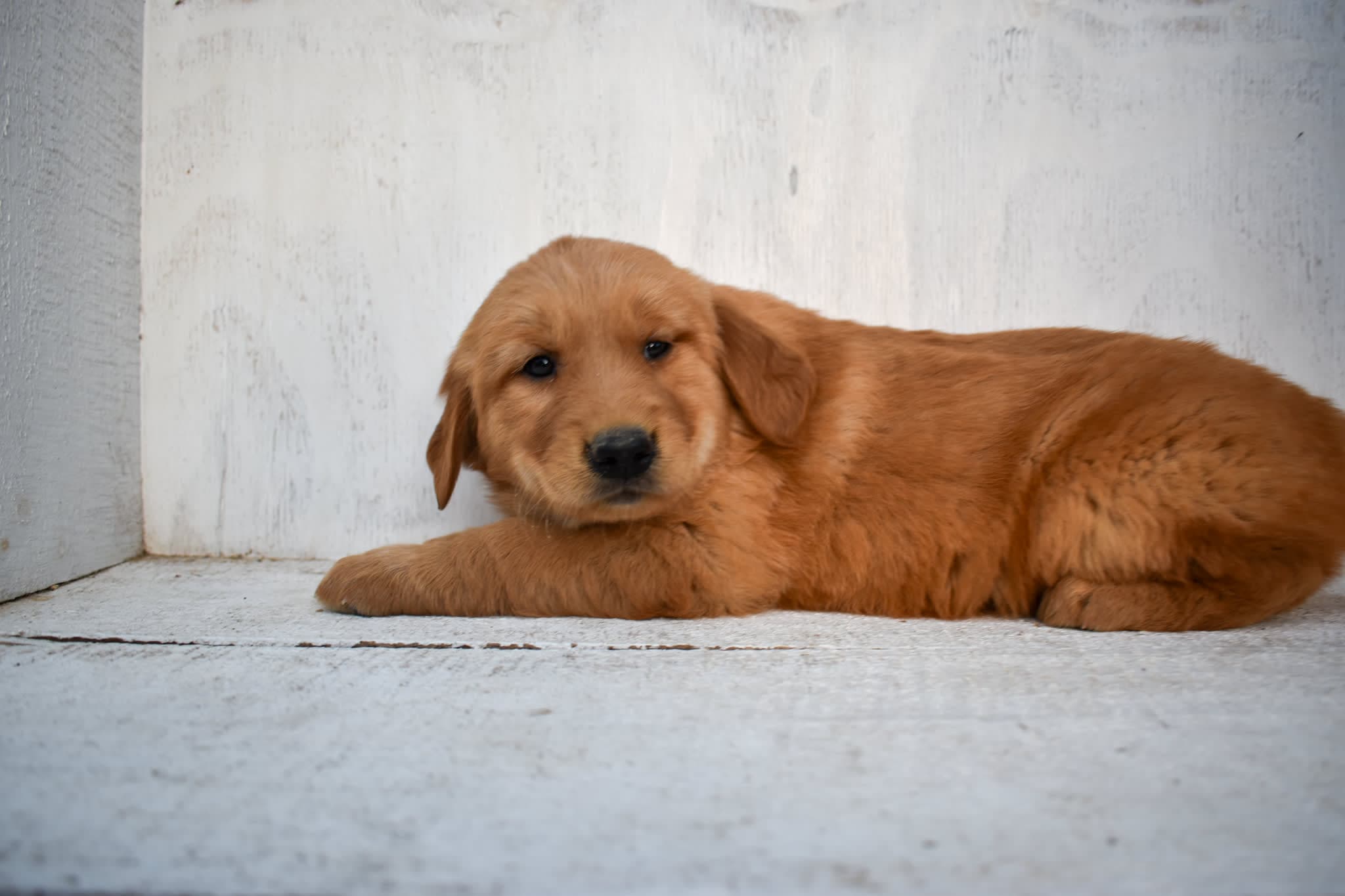 Golden Retriever puppy
