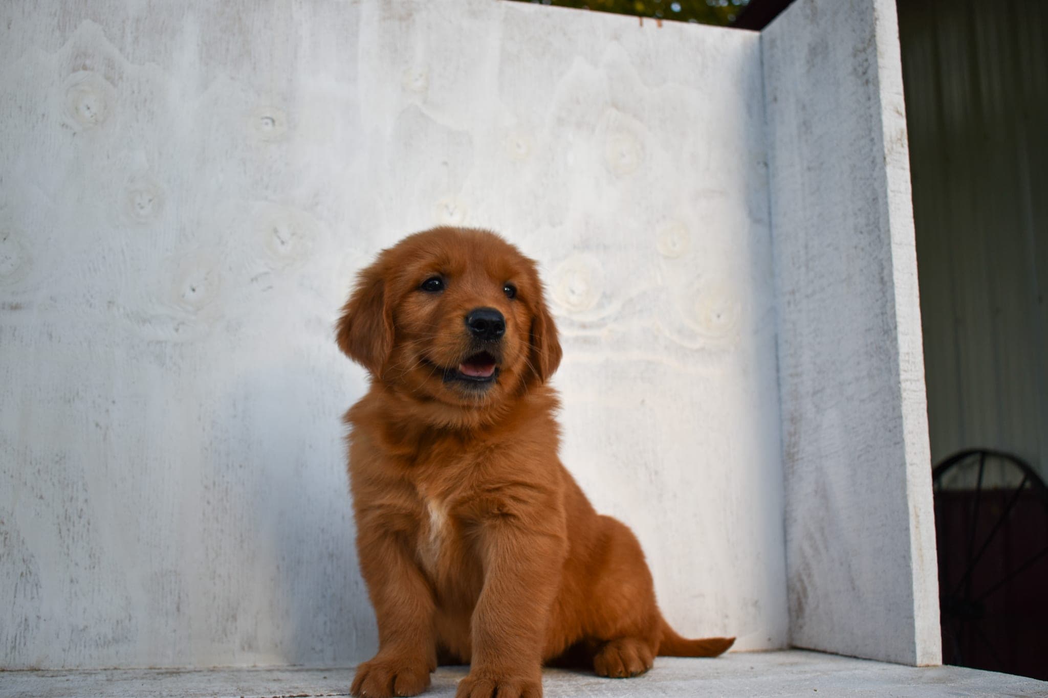 Golden Retriever puppy