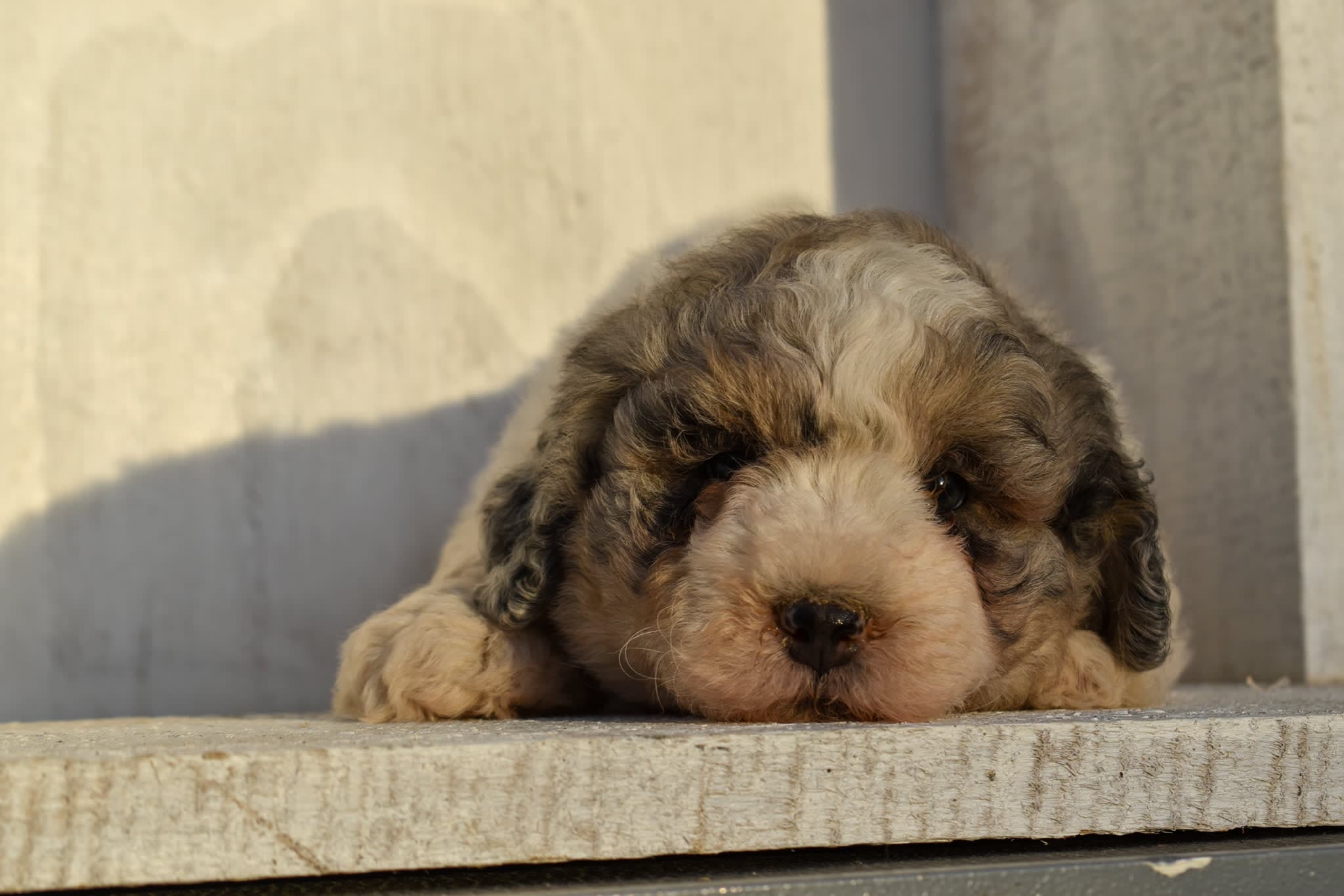 Mini Bernedoodle puppy
