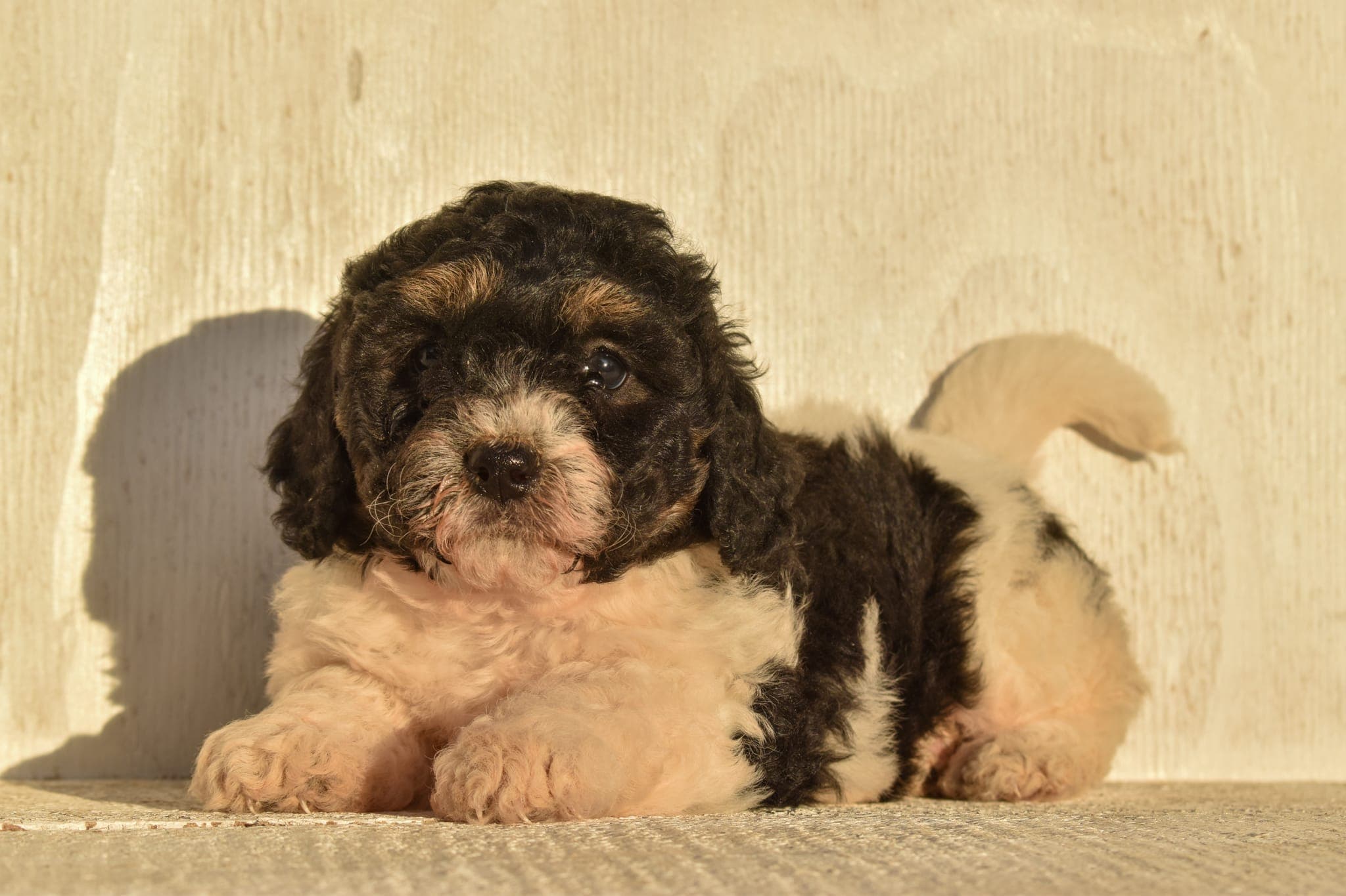 Mini Bernedoodle puppy