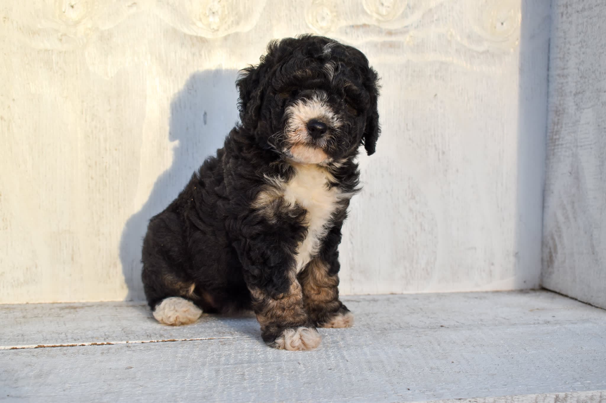 Mini Bernedoodle puppy