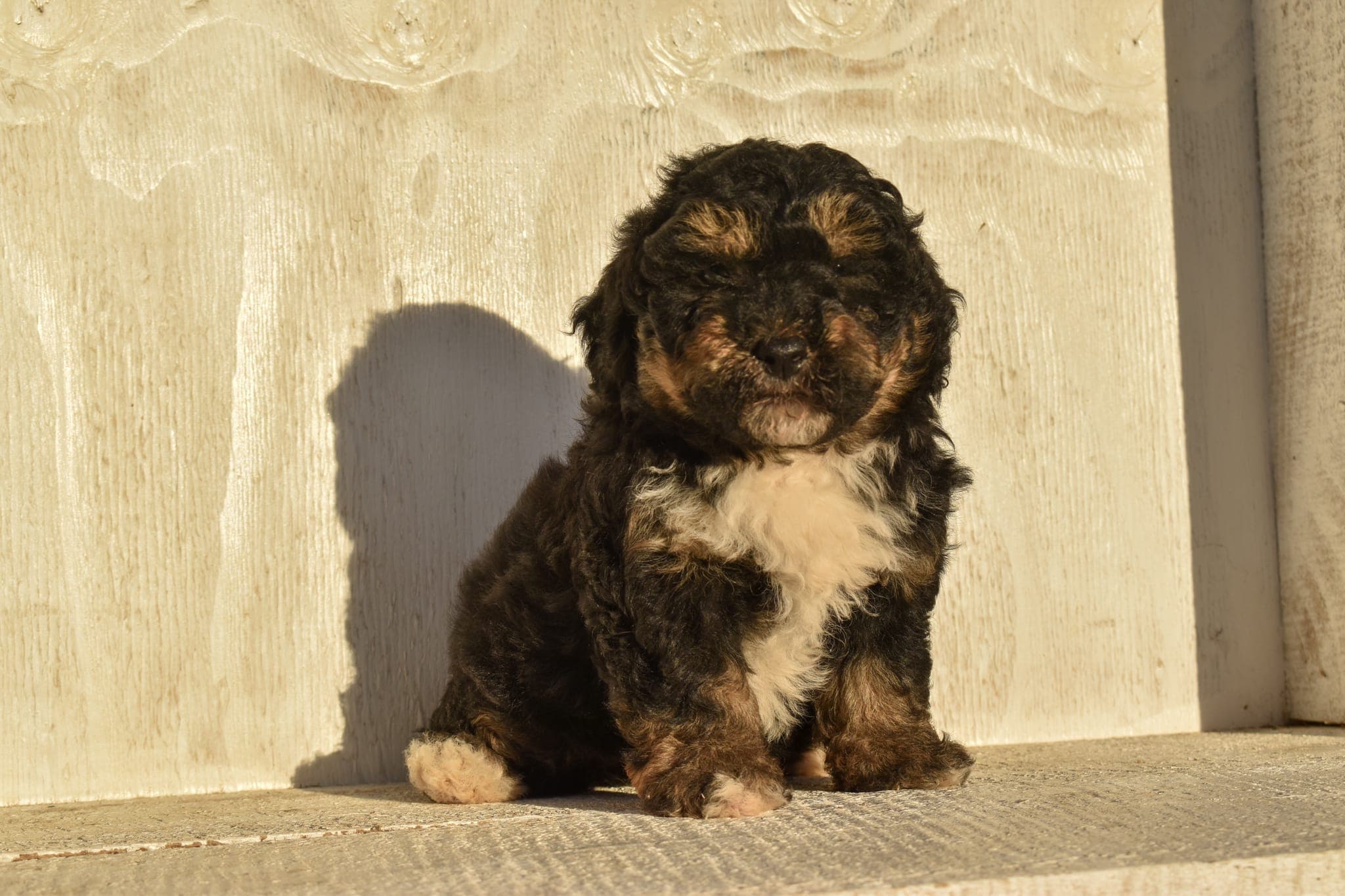 Mini Bernedoodle puppy