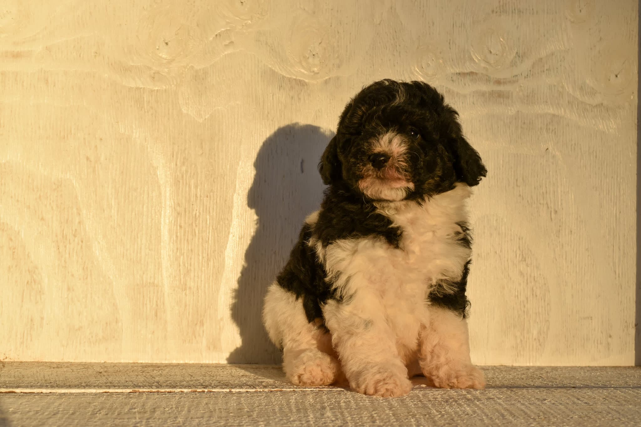 Mini Bernedoodle puppy