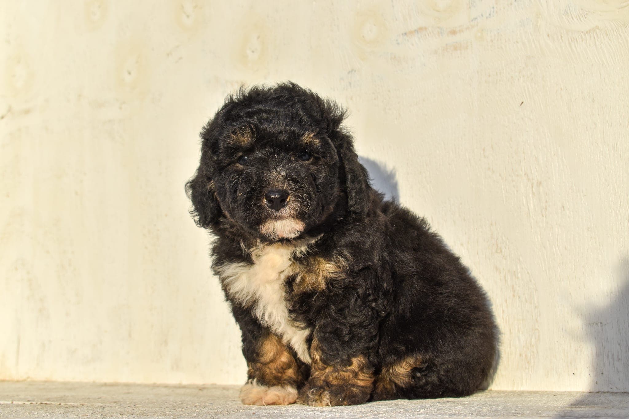 Mini Bernedoodle puppy
