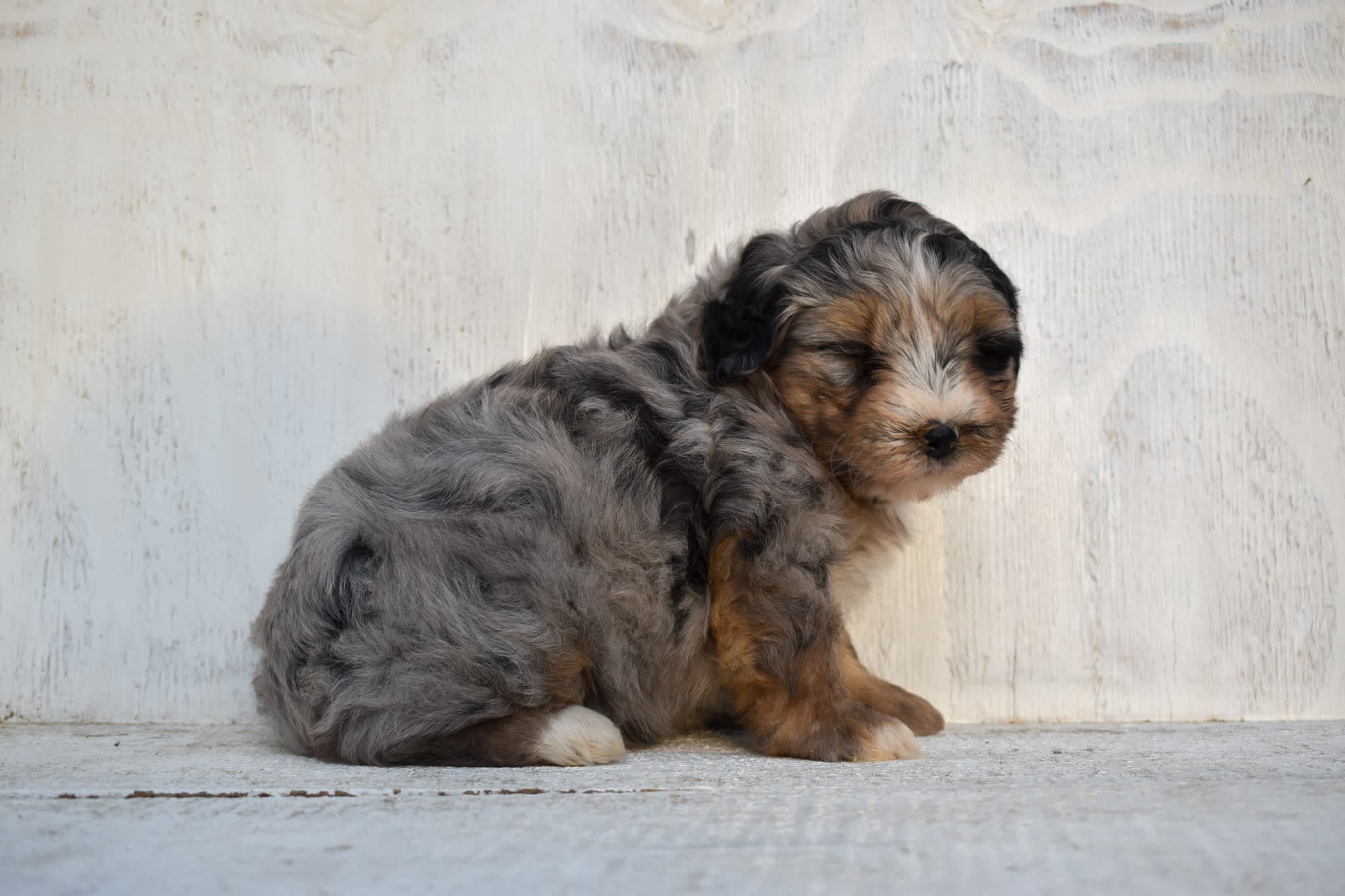 Mini Bernedoodle puppy