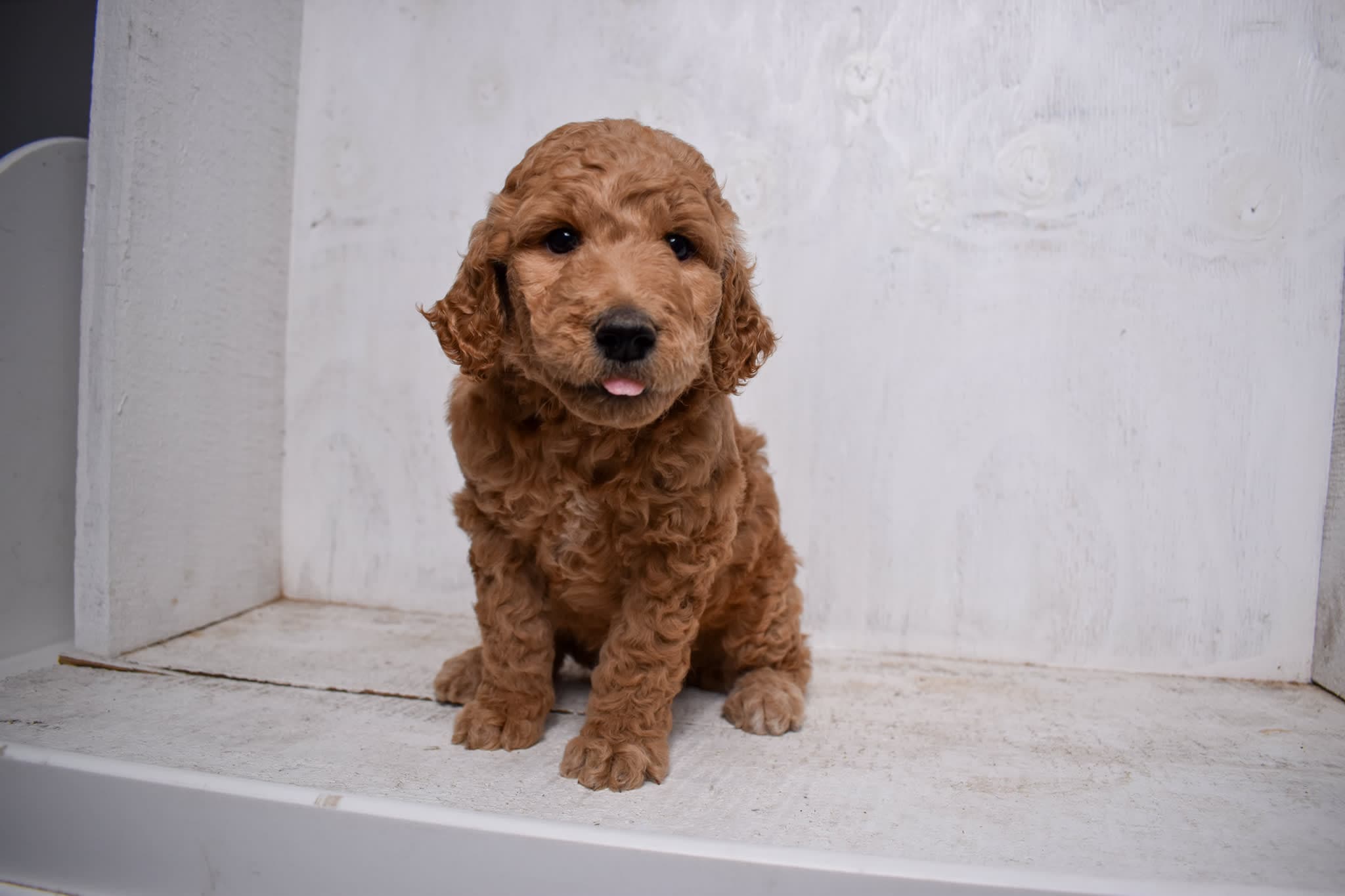 Goldendoodle puppy