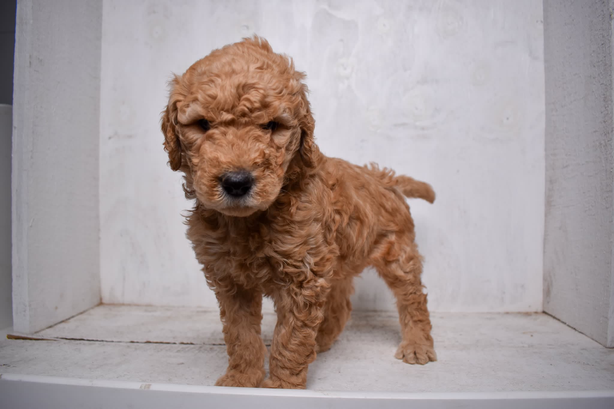 Goldendoodle puppy
