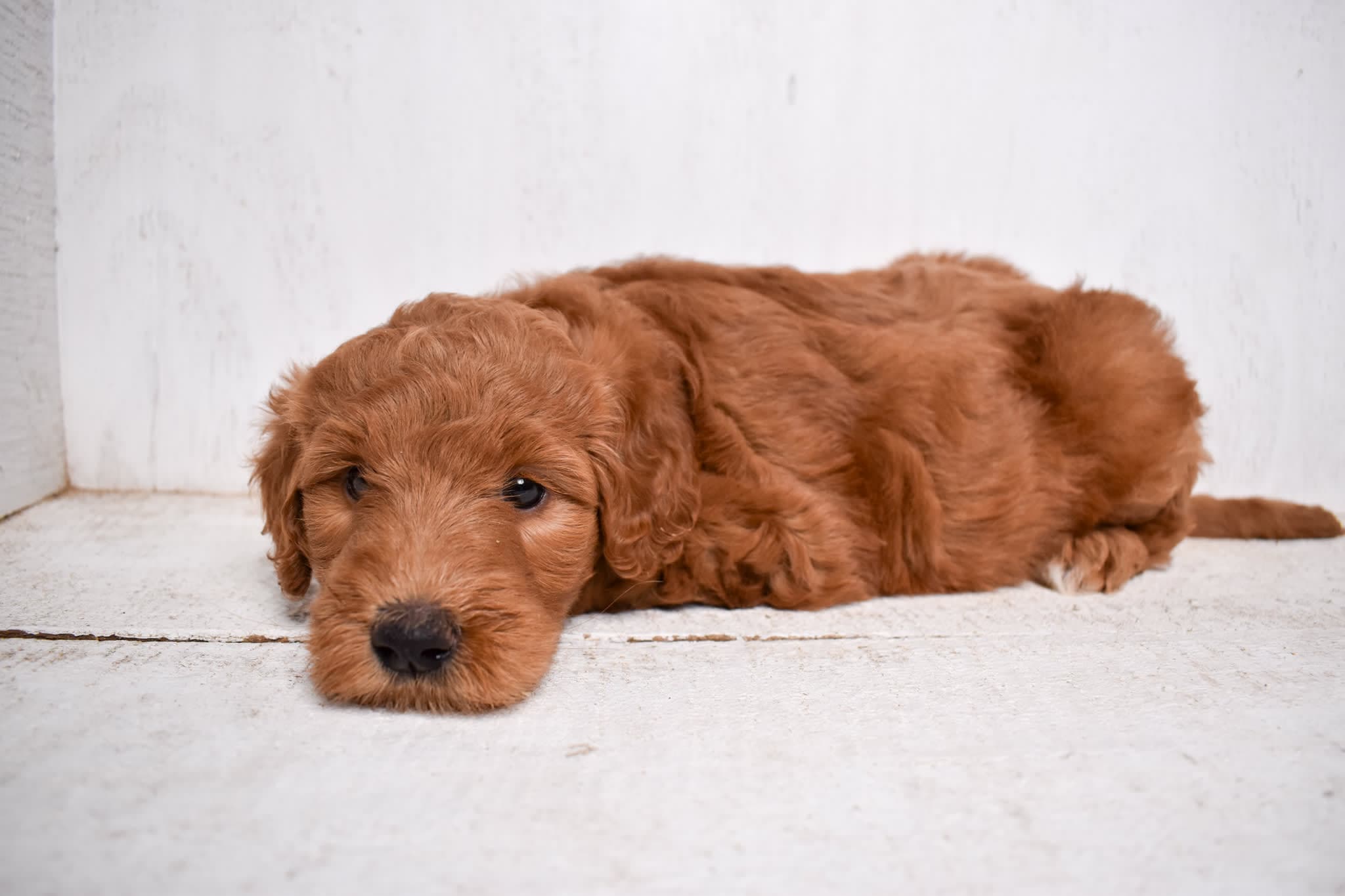 Goldendoodle puppy