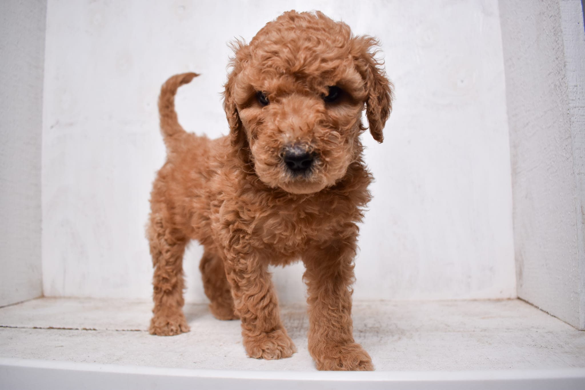 Goldendoodle puppy