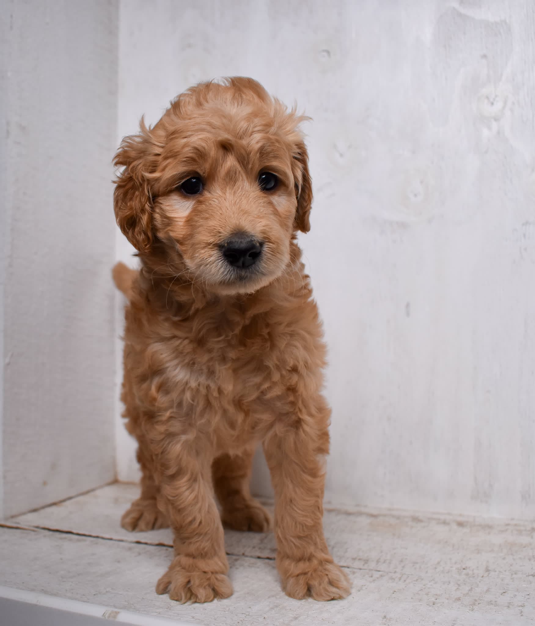 Goldendoodle puppy