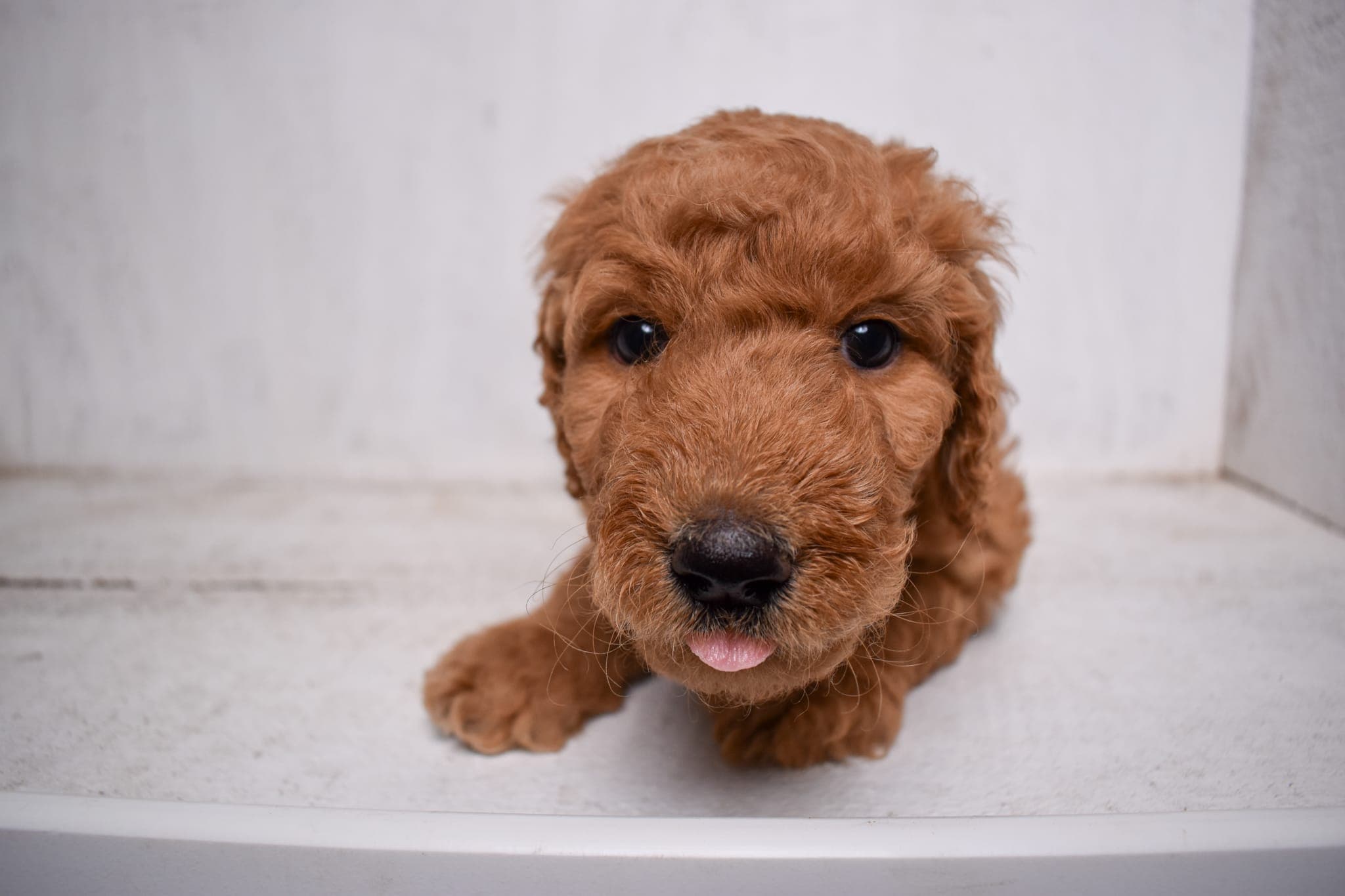 Goldendoodle puppy