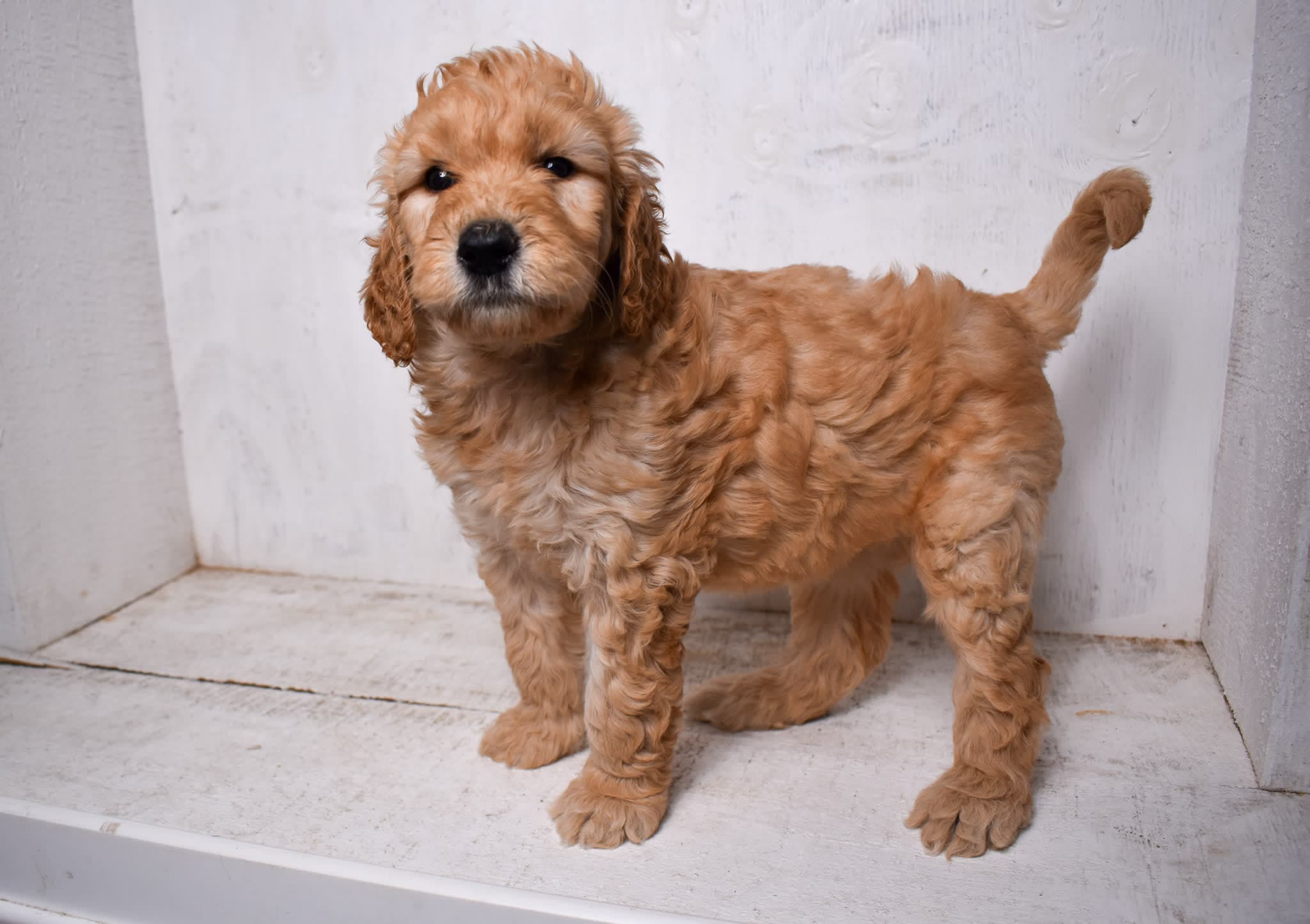 Goldendoodle puppy