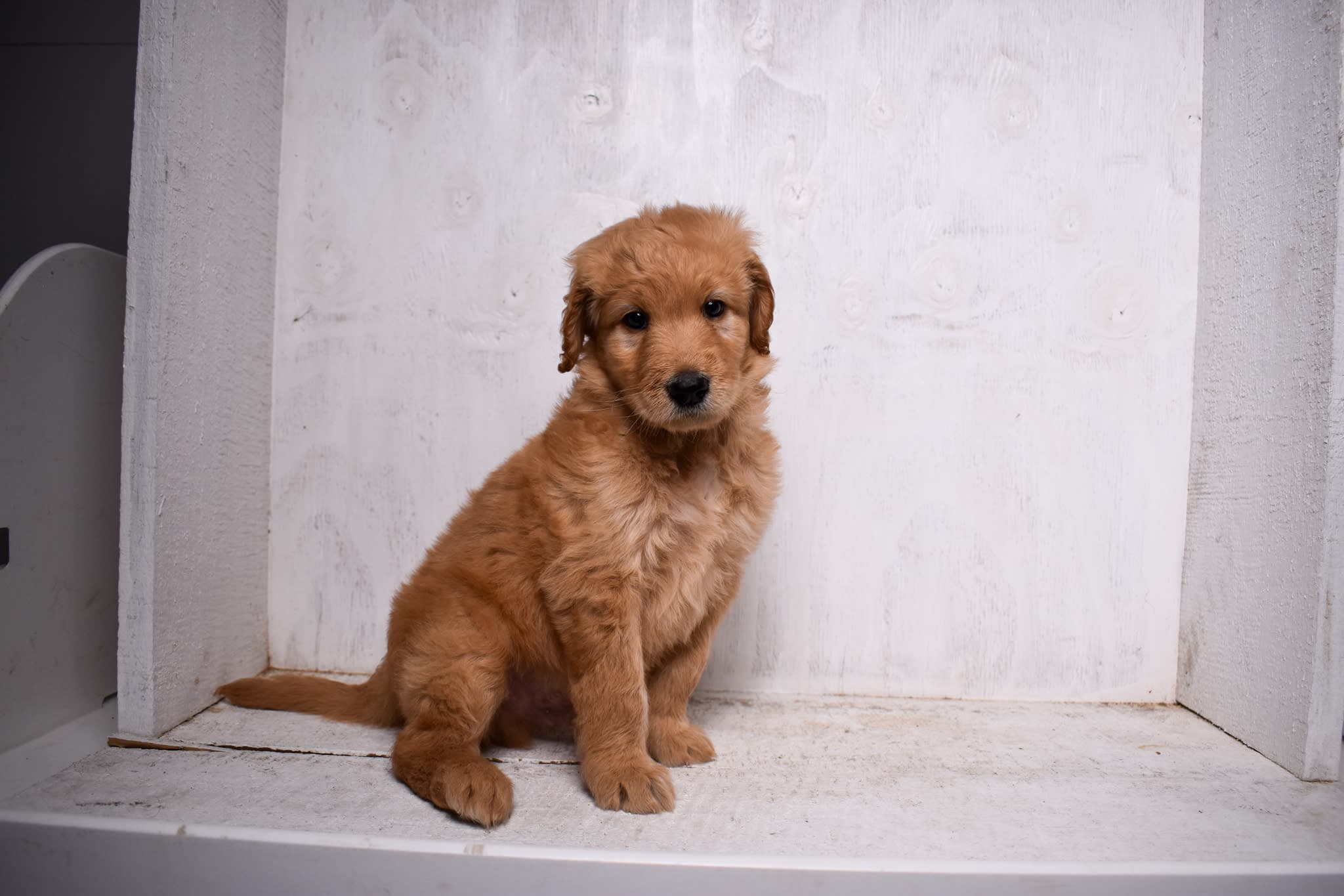 Goldendoodle puppy