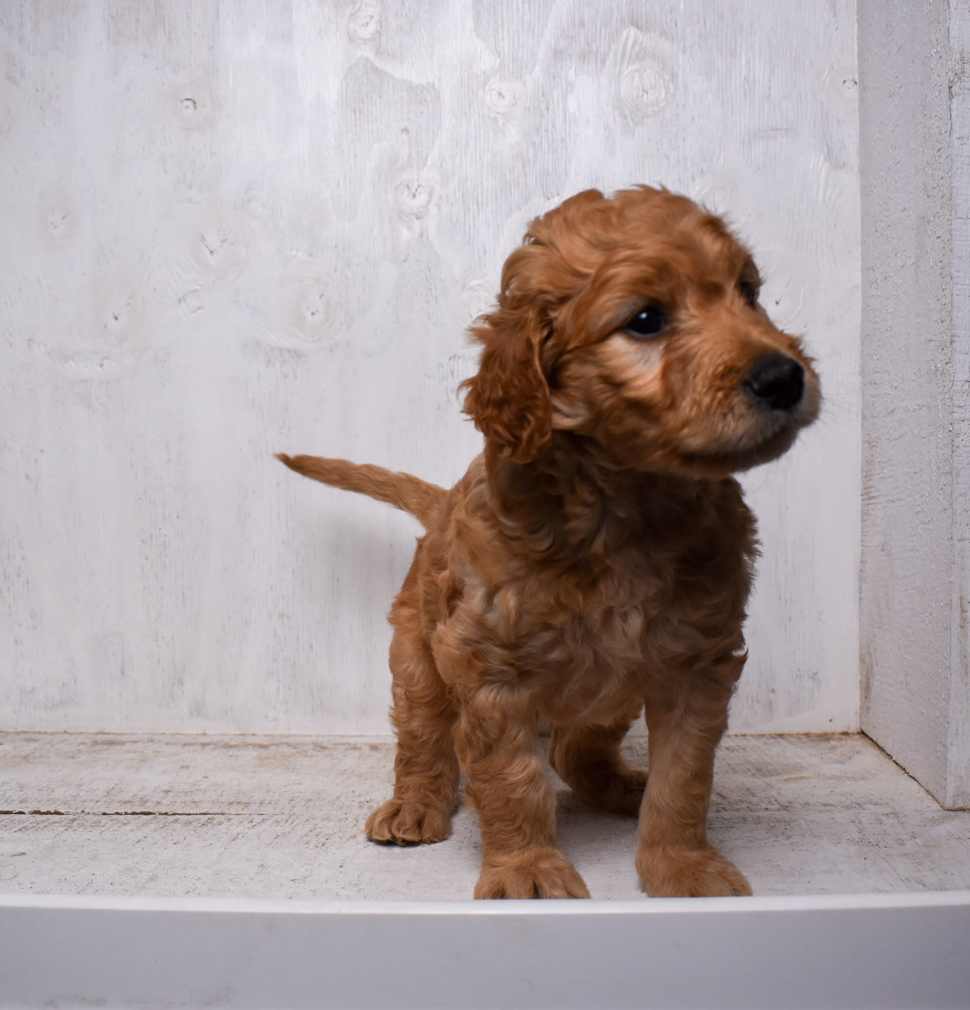 Goldendoodle puppy
