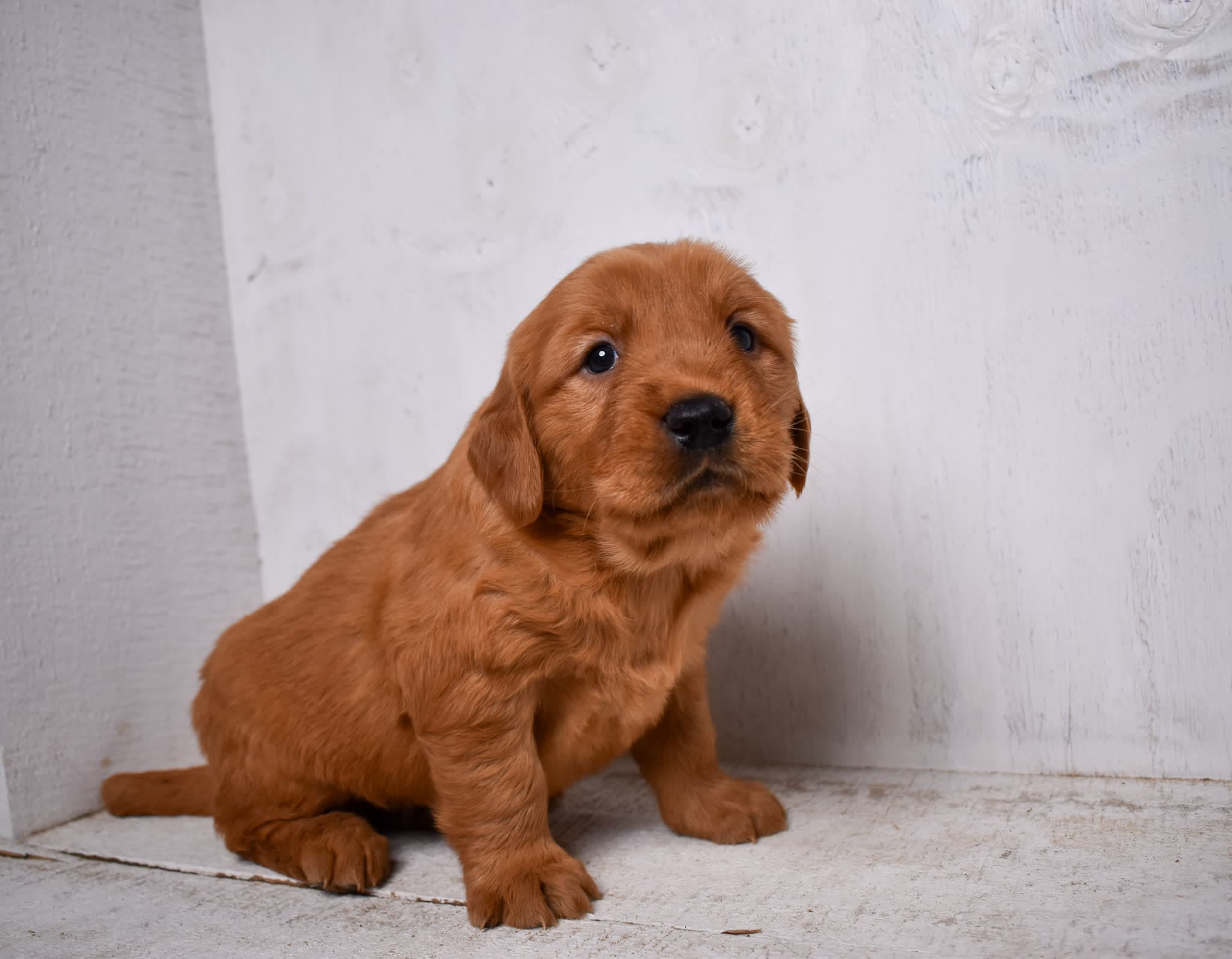 Golden Retriever puppy