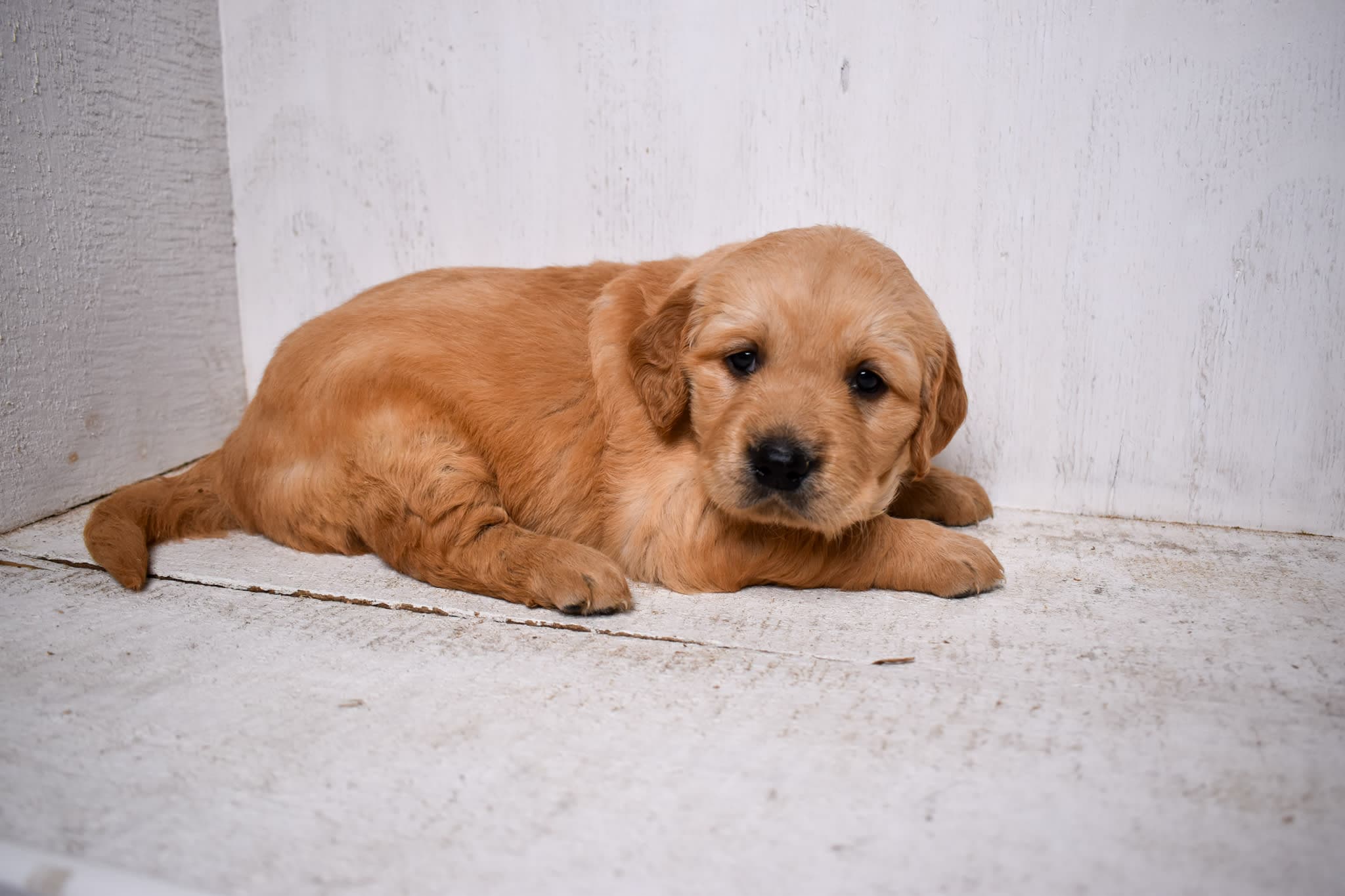 Golden Retriever puppy