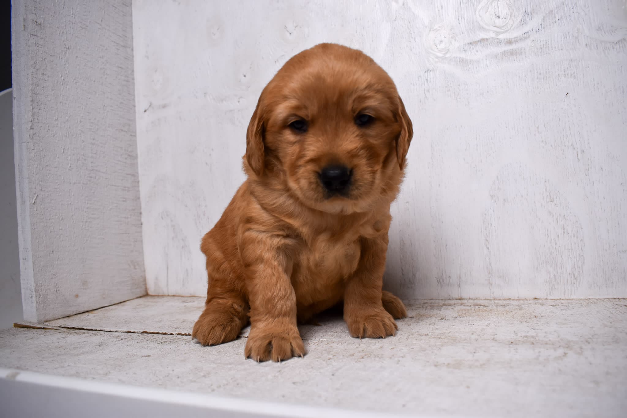 Golden Retriever puppy