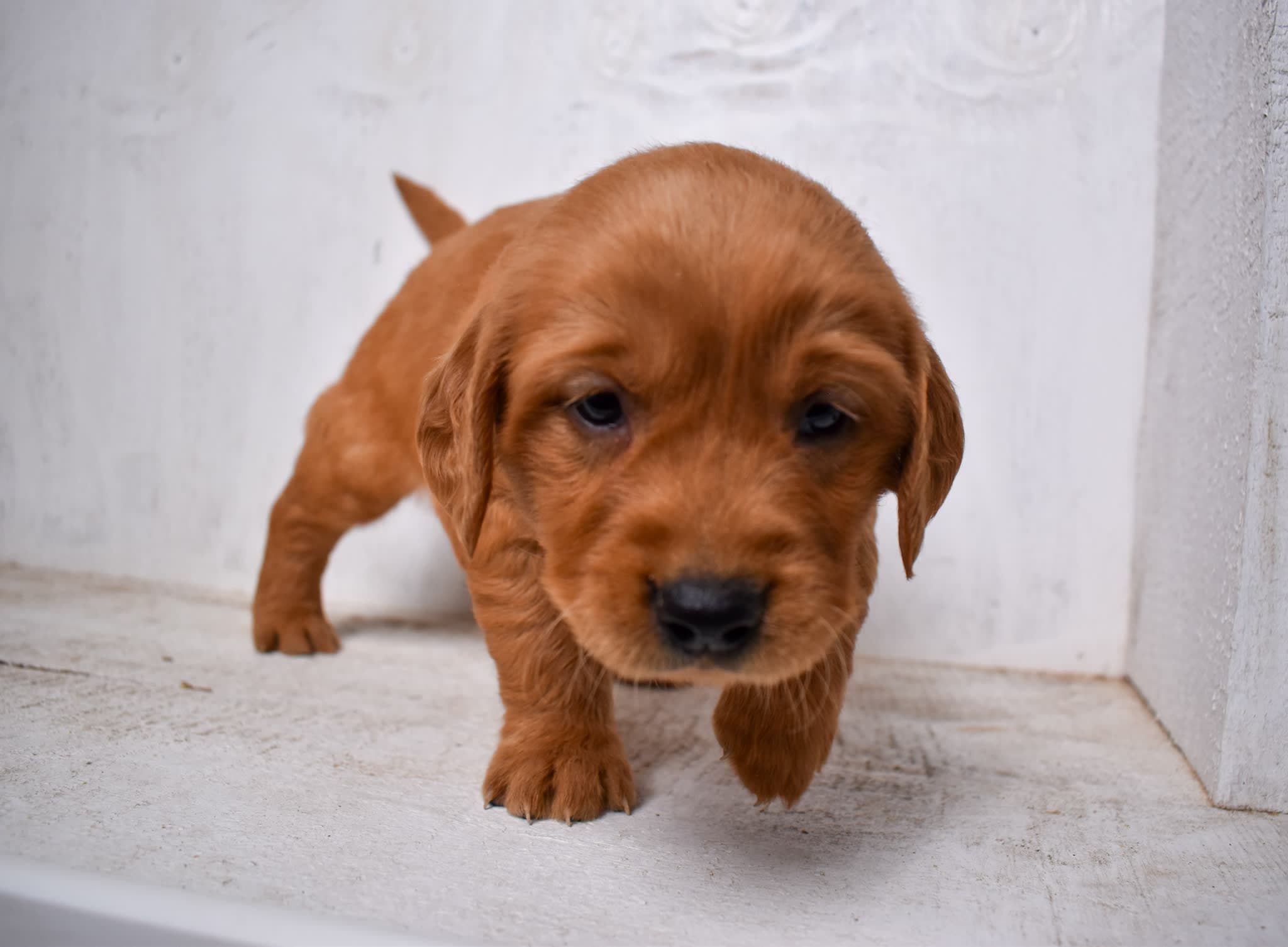 Golden Retriever puppy