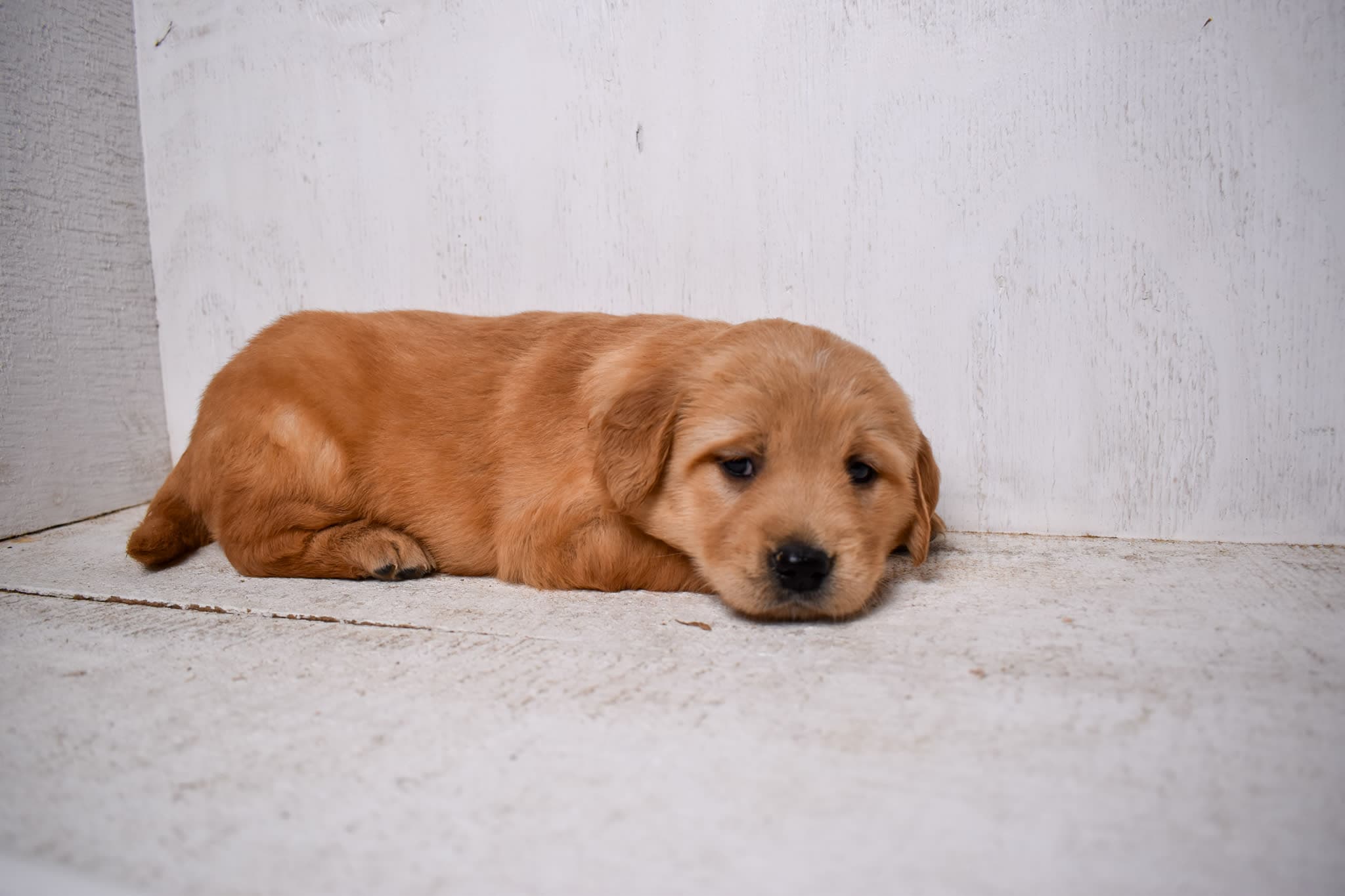 Golden Retriever puppy