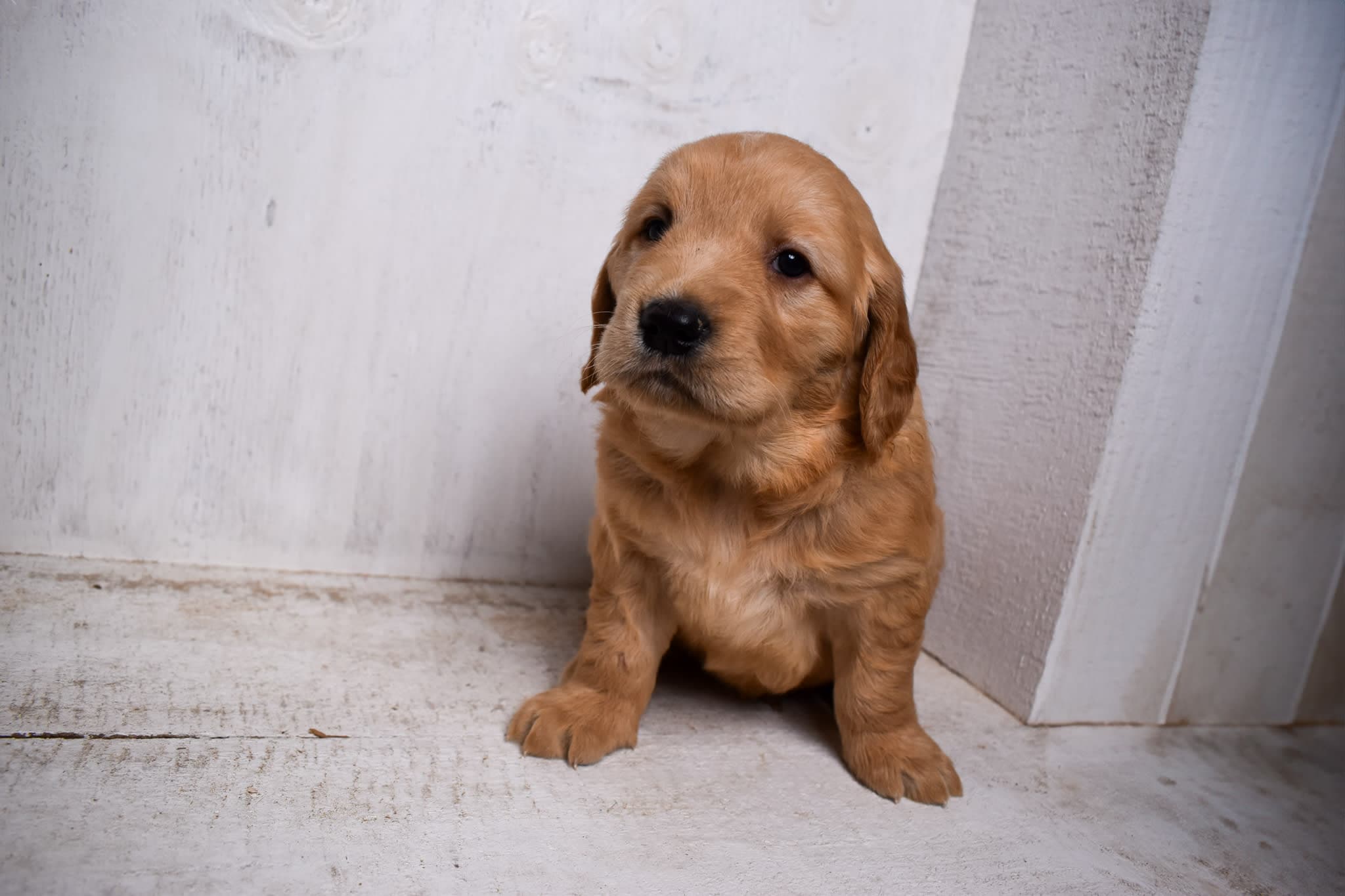 Golden Retriever puppy