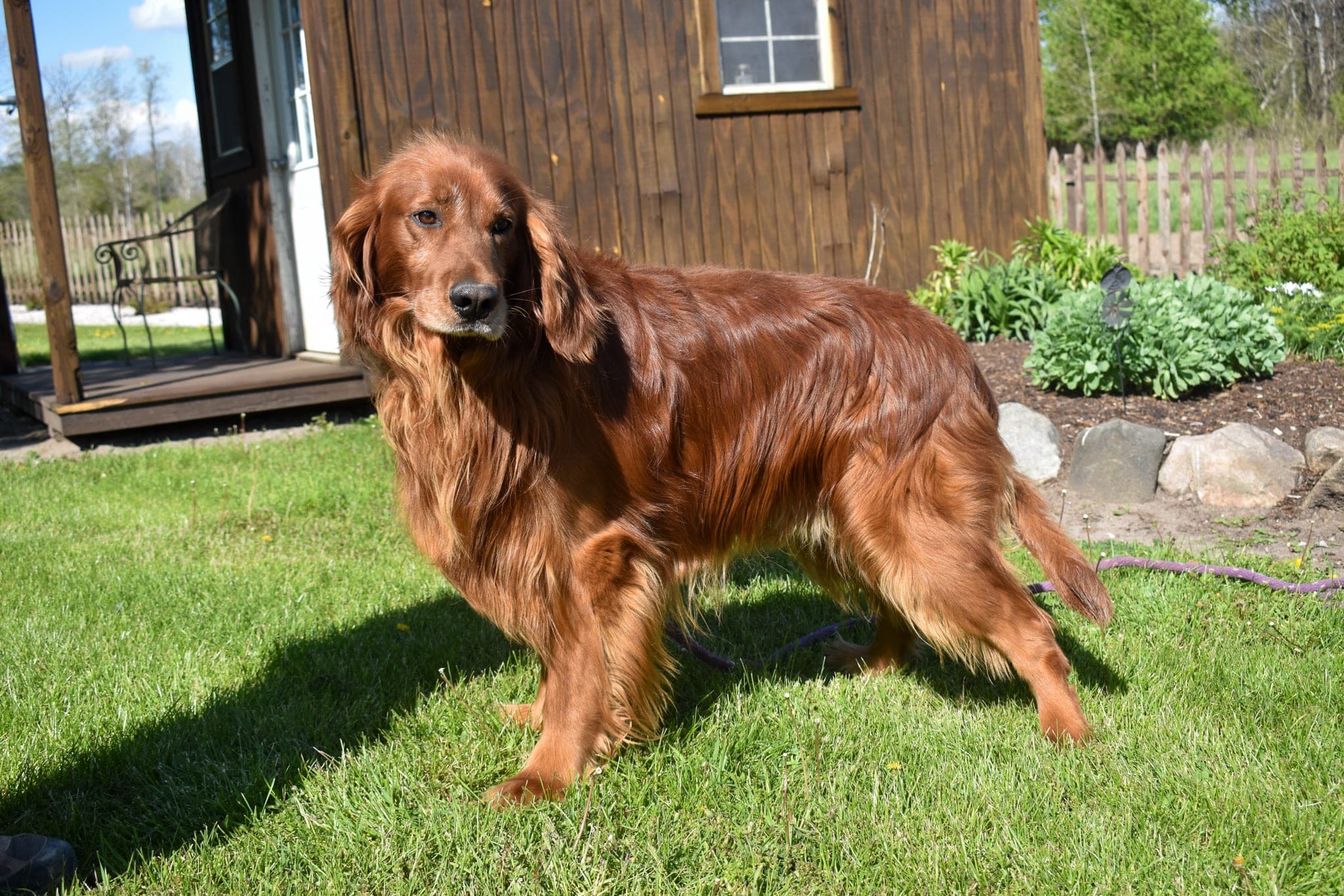 Red, sire of this litter