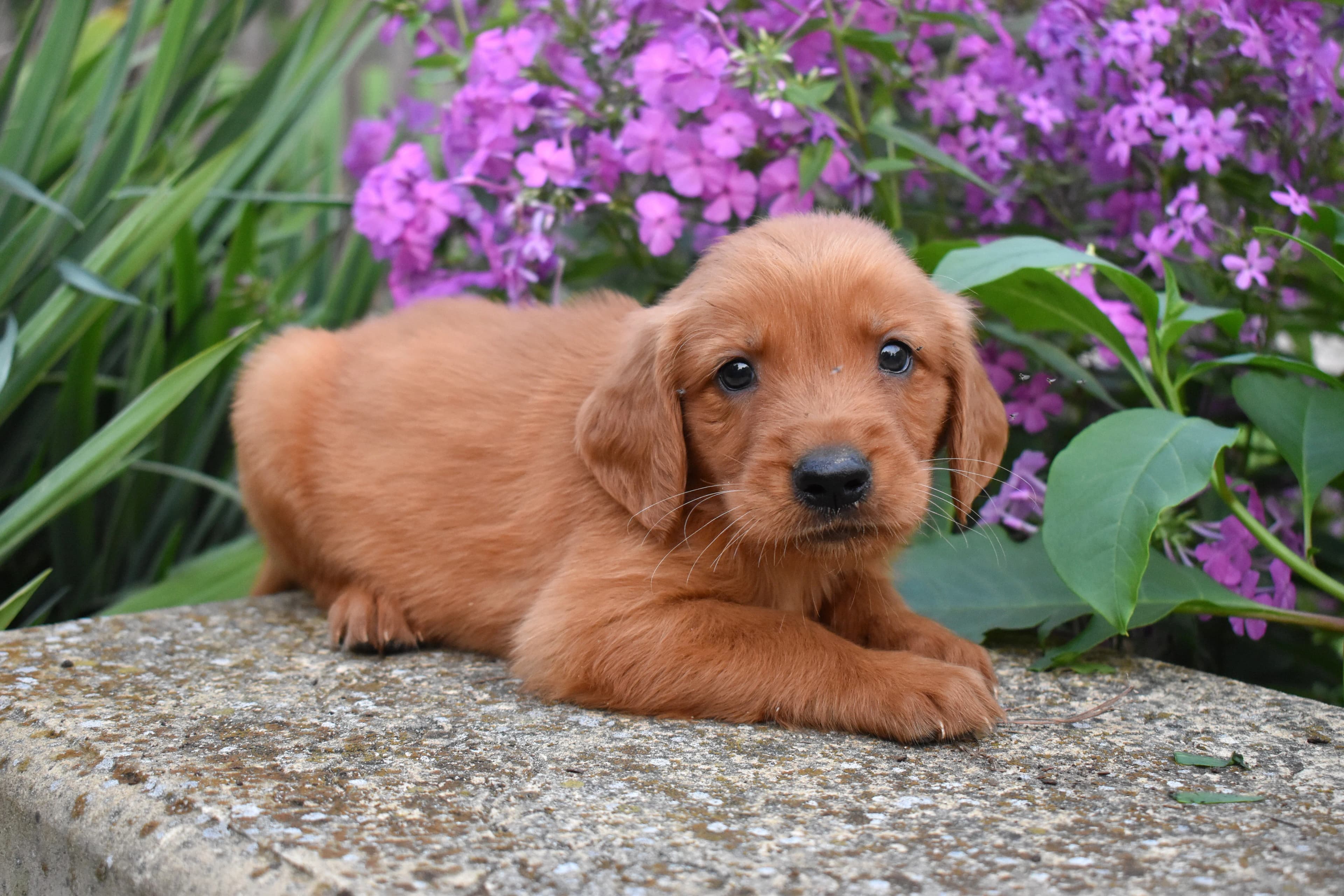 Farley, Golden Retriever puppy — photo 1