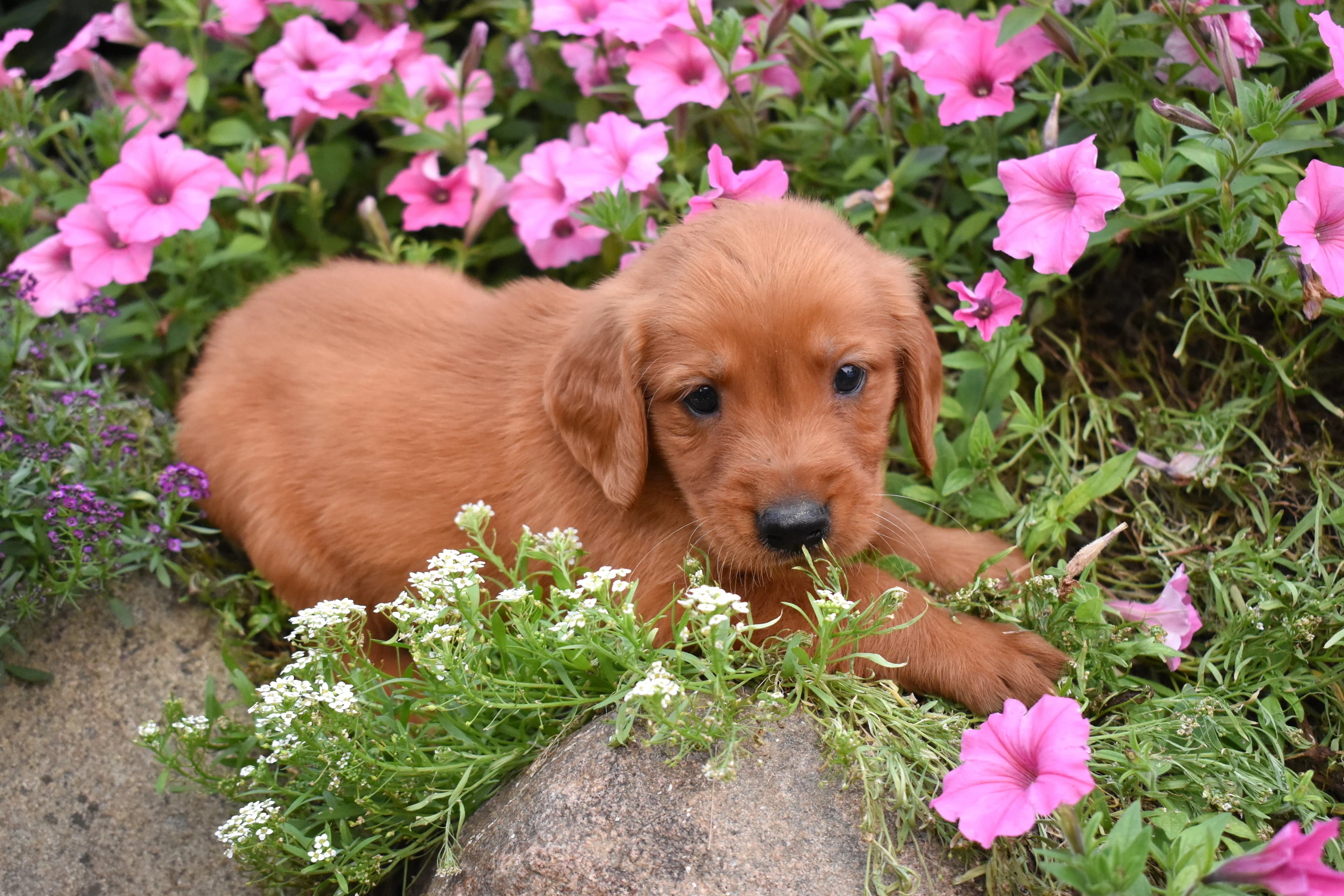 Farley, Golden Retriever puppy — photo 2