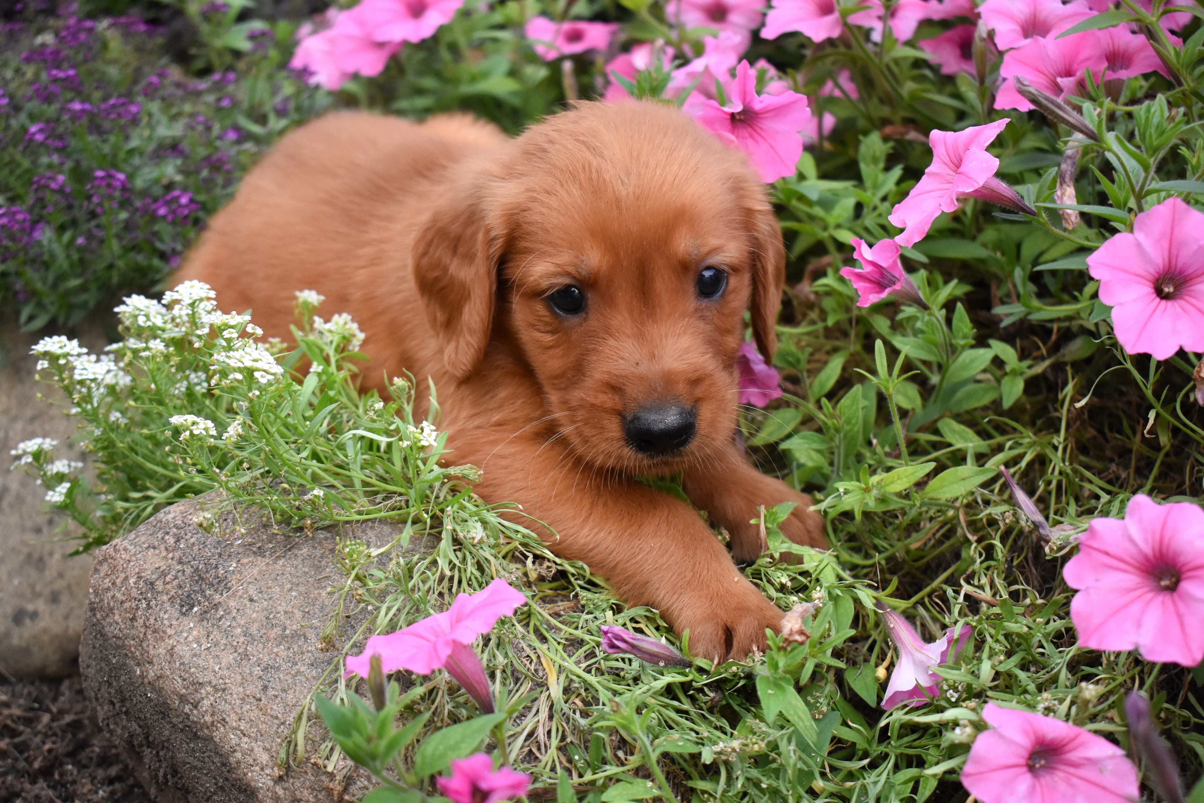 Farley, Golden Retriever puppy — photo 3