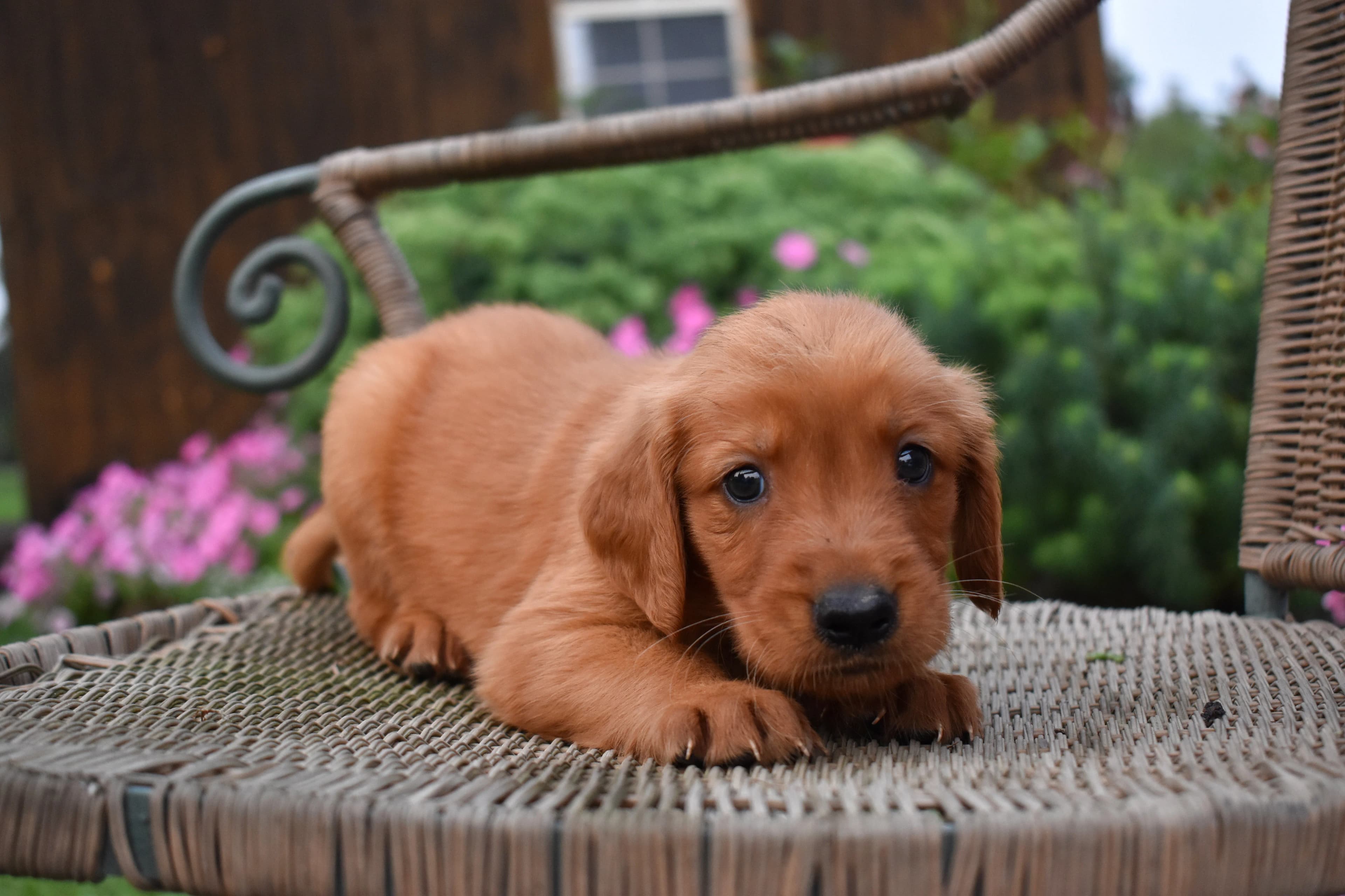 Farley, Golden Retriever puppy — photo 4