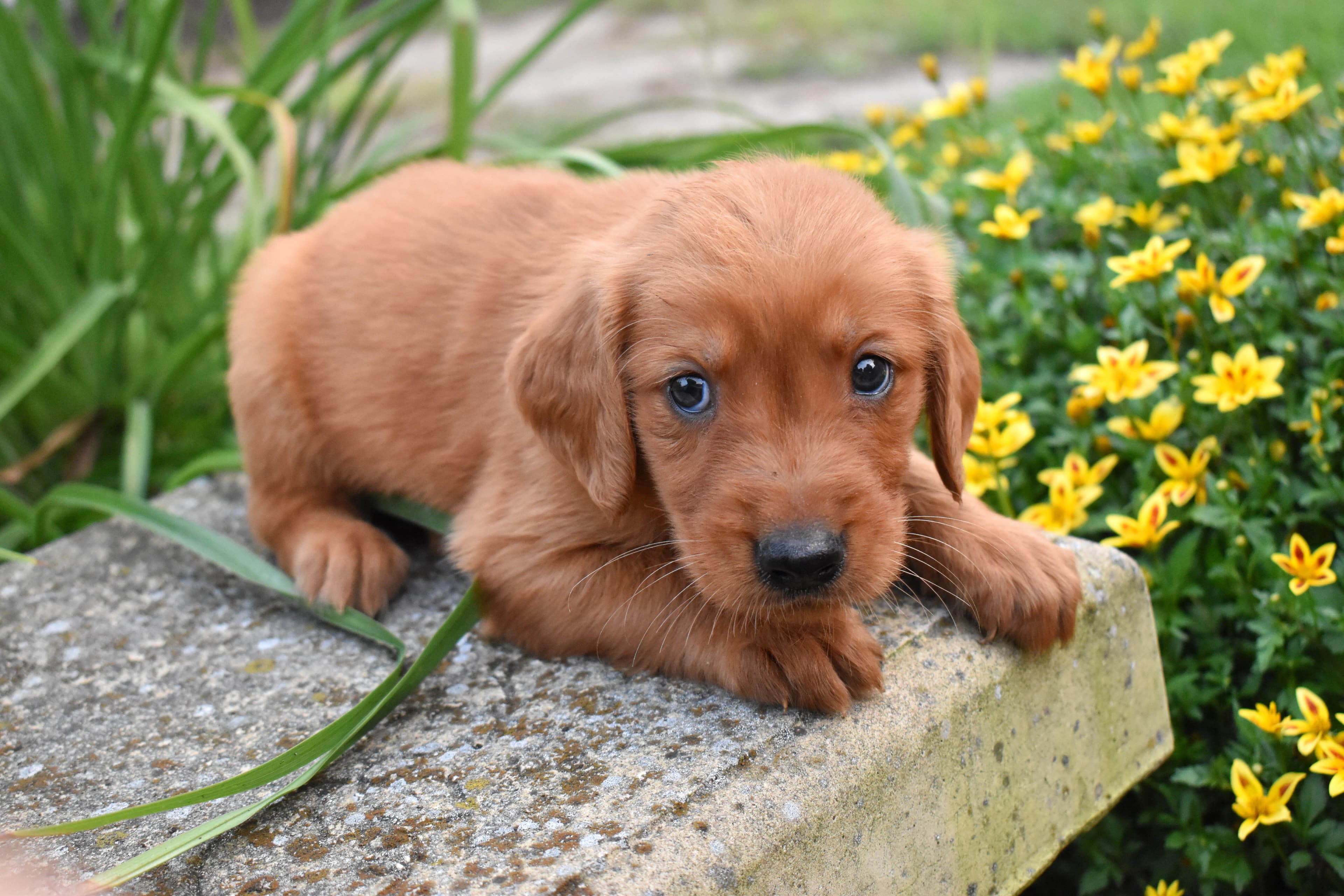 Farley, Golden Retriever puppy — photo 5