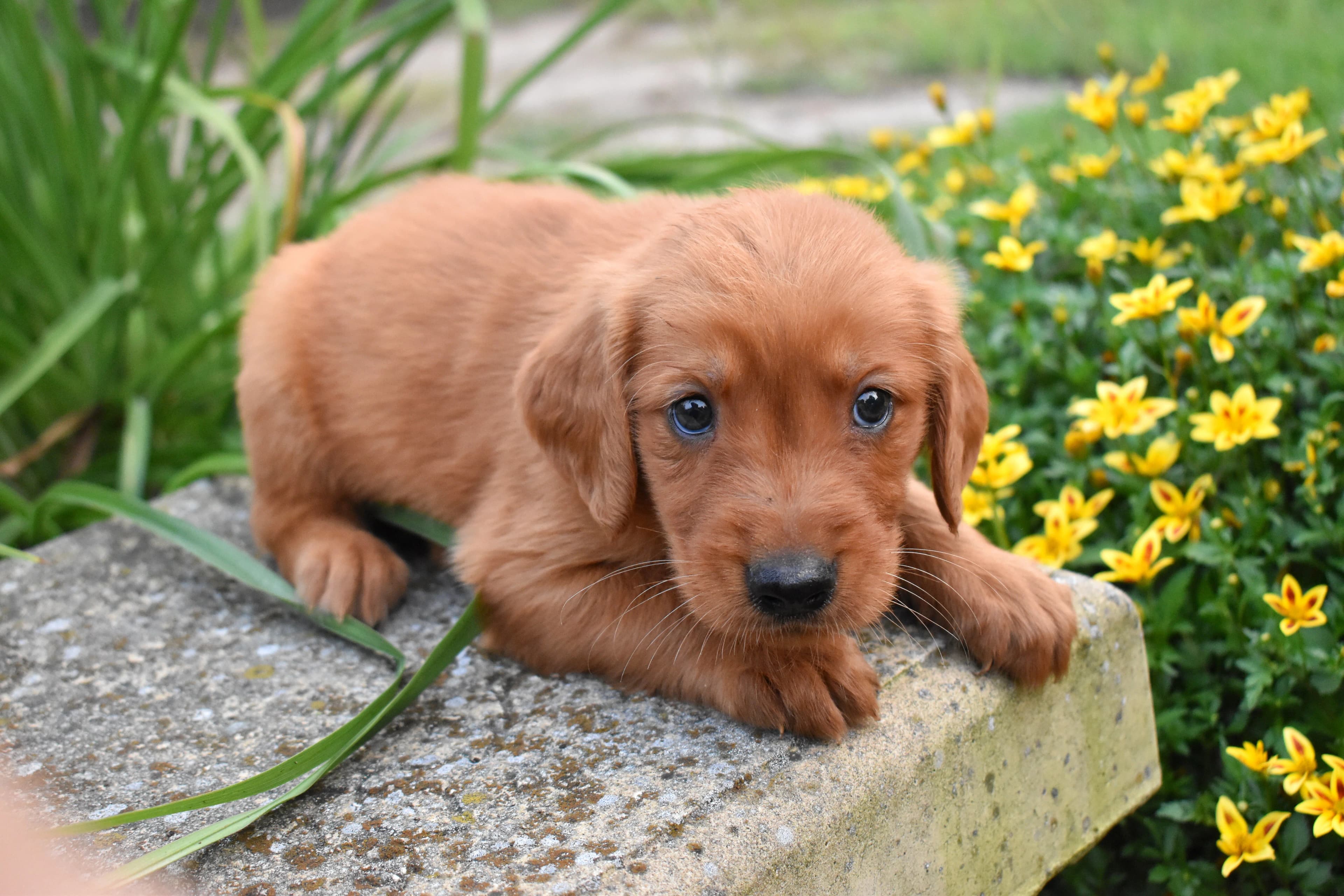 Farley, Golden Retriever puppy — photo 6
